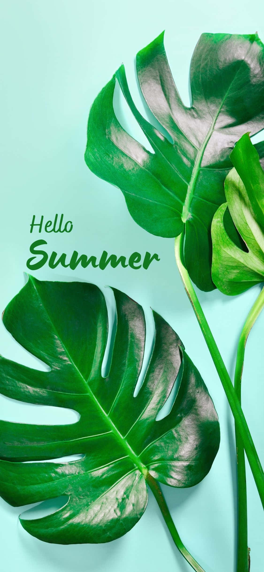 Monstera Leaves iPhone X Summer Background Wallpaper