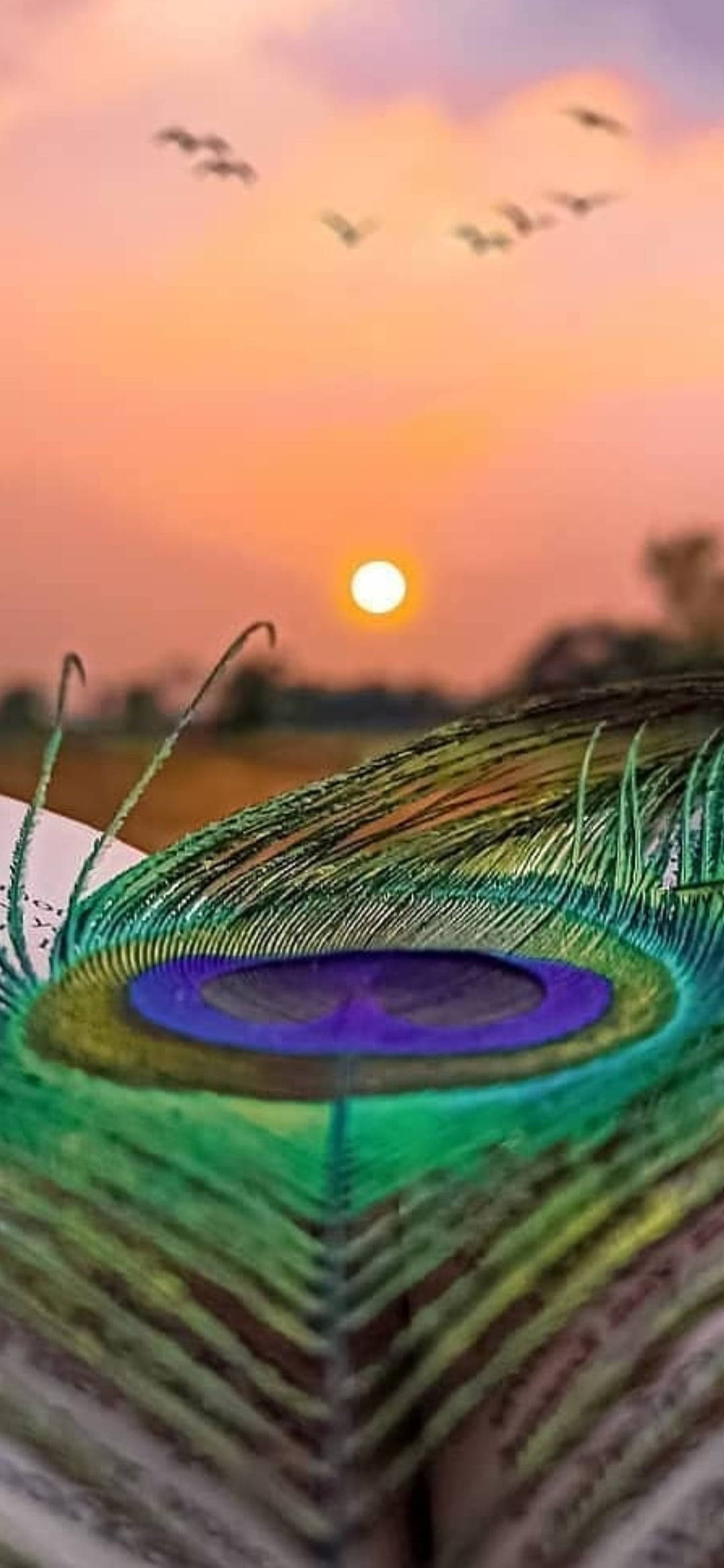 Mor Pankh Sunset Wallpaper