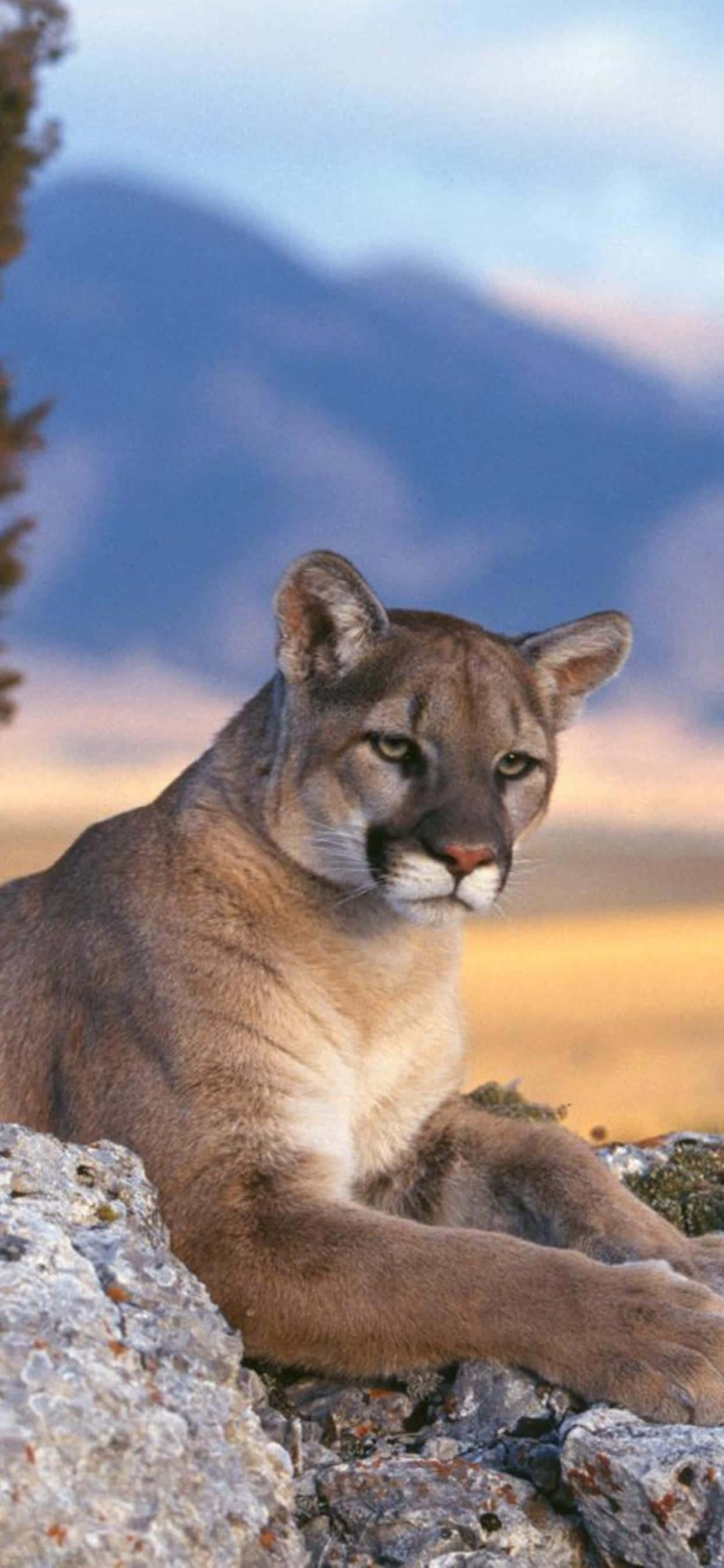 Mountain Lion na Nakahiga sa Bato para sa Phone Picture Wallpaper