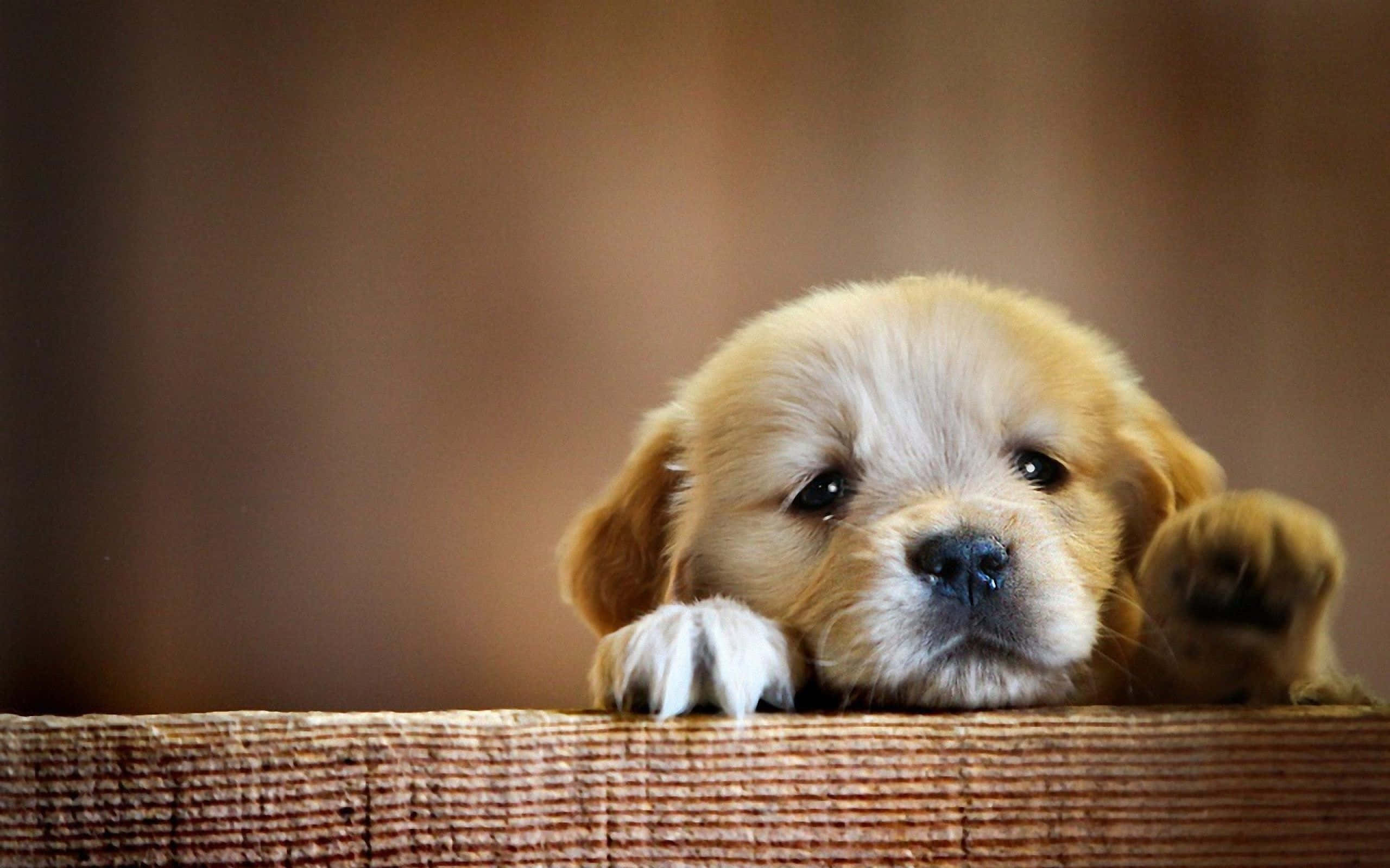 Mukha ng Cute na Tuta na Aso Wallpaper