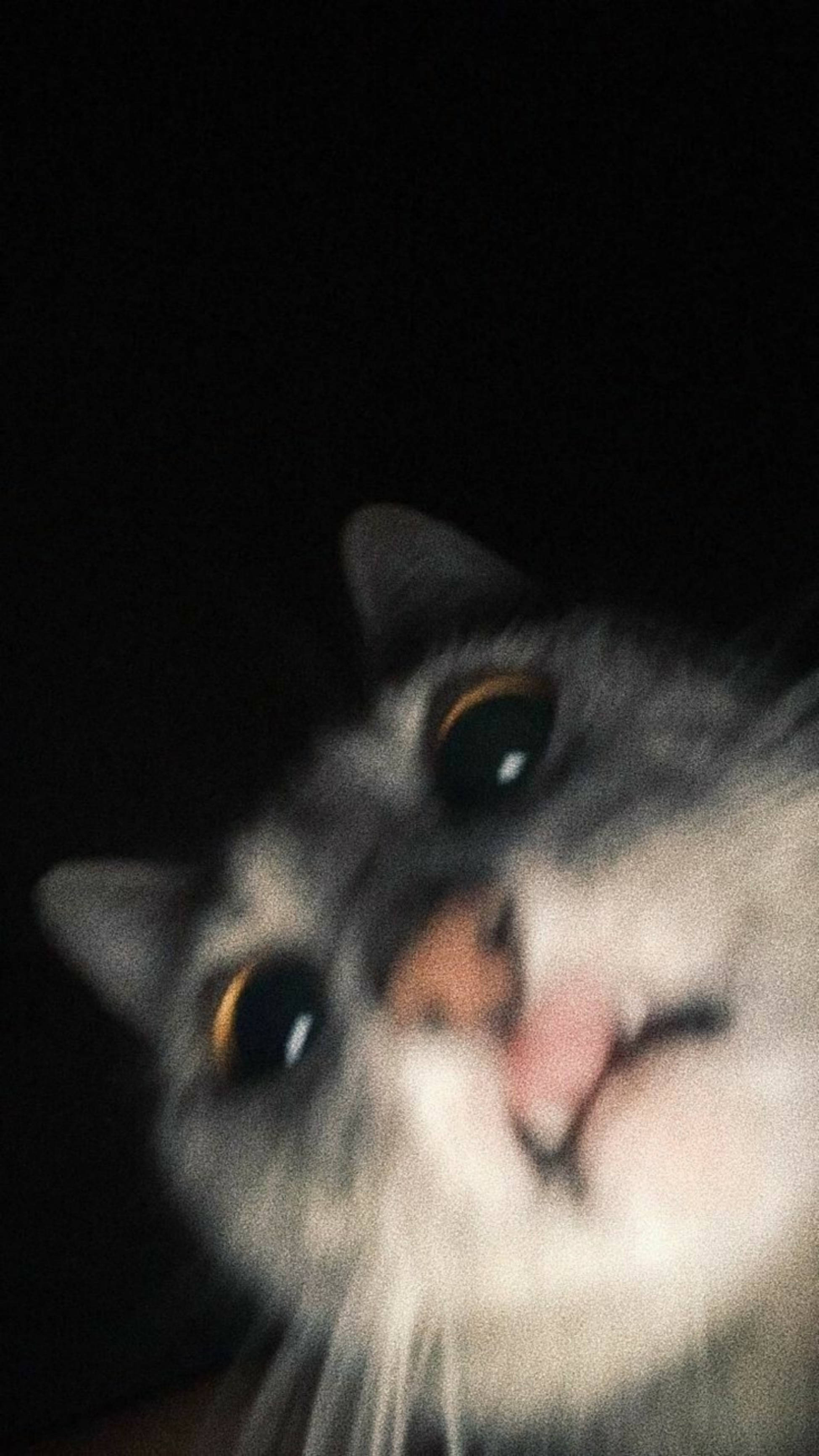 Mukha ng Pusa na Nakakatuwa at Nagulat Wallpaper