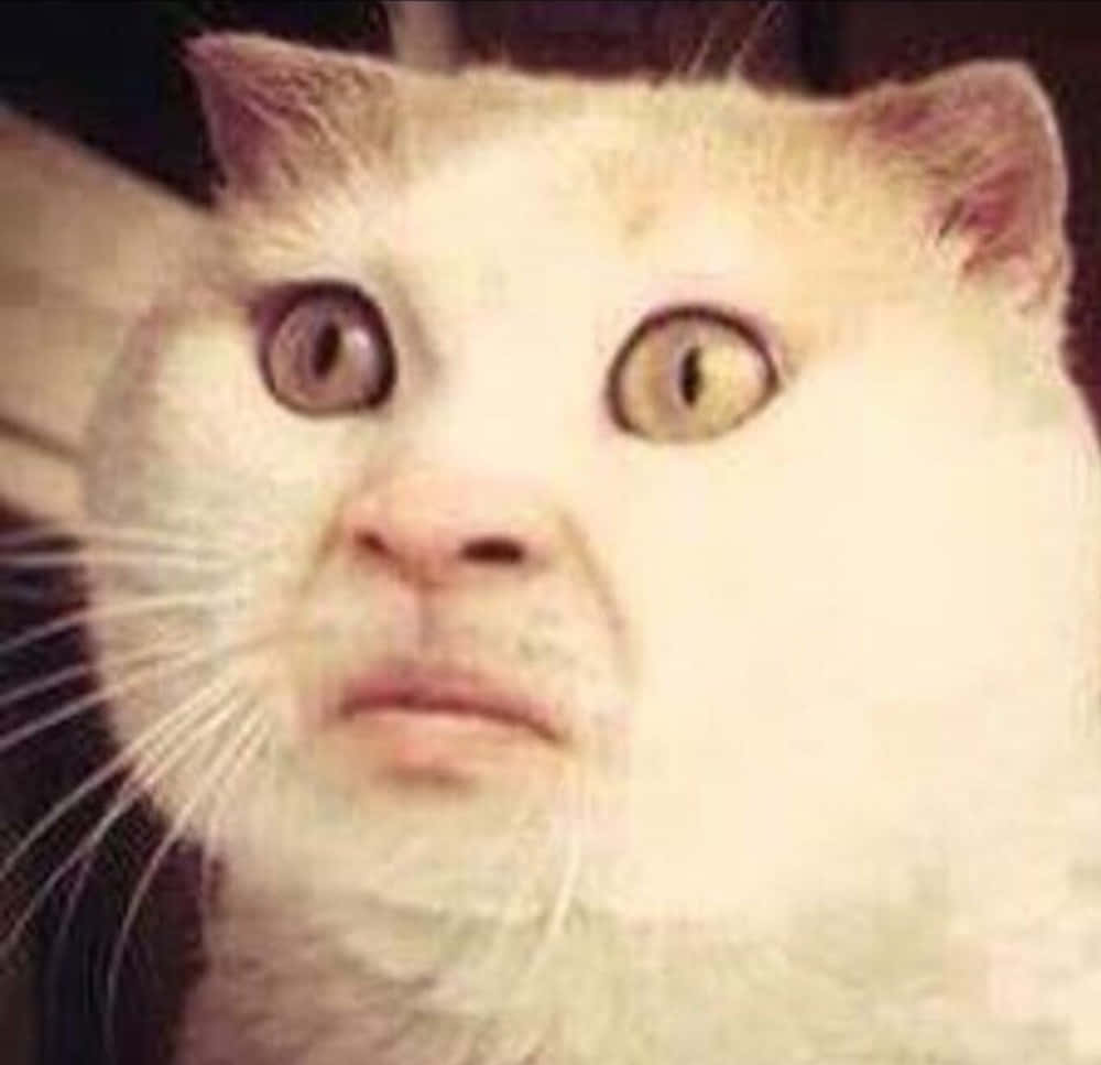 Mukha ng Pusa na Warp Meme Nakakatawang Larawan Wallpaper