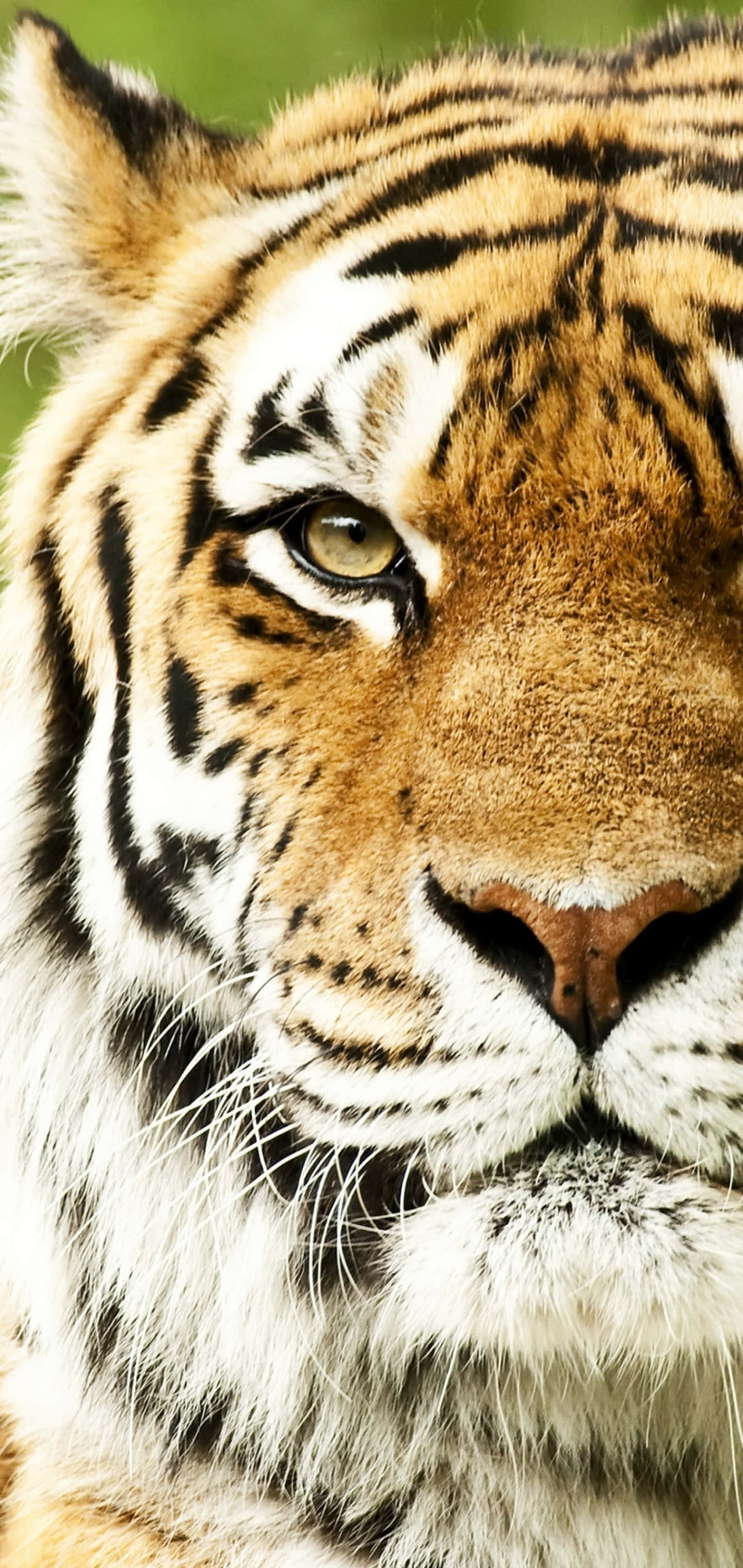 Mukha ng Tigre Kaliwang Bahagi Wallpaper