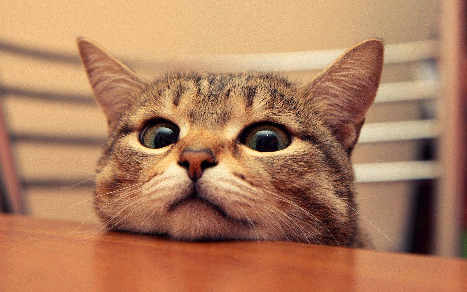 Mukhang Inip na Nakakatawang Pusa Wallpaper