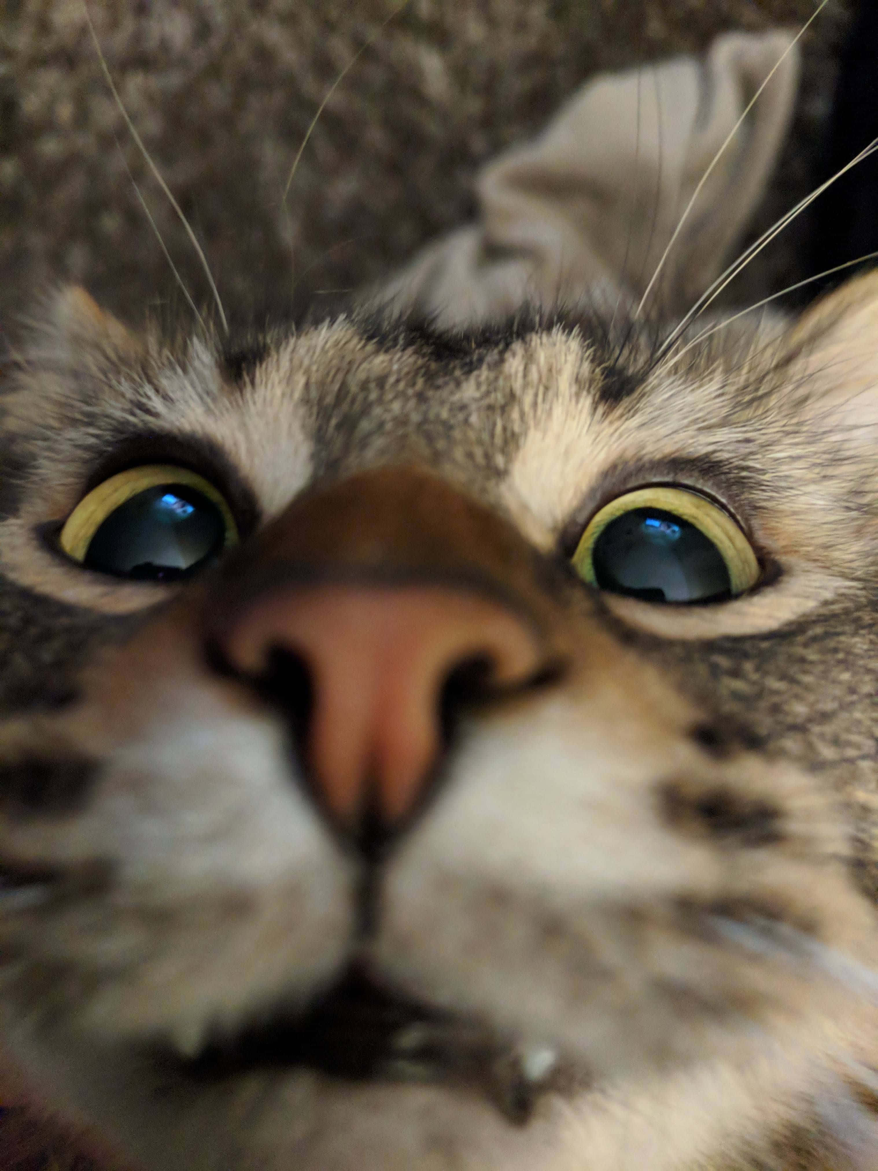 Mukhang Katawa-tawang Pusa na PFP Wallpaper