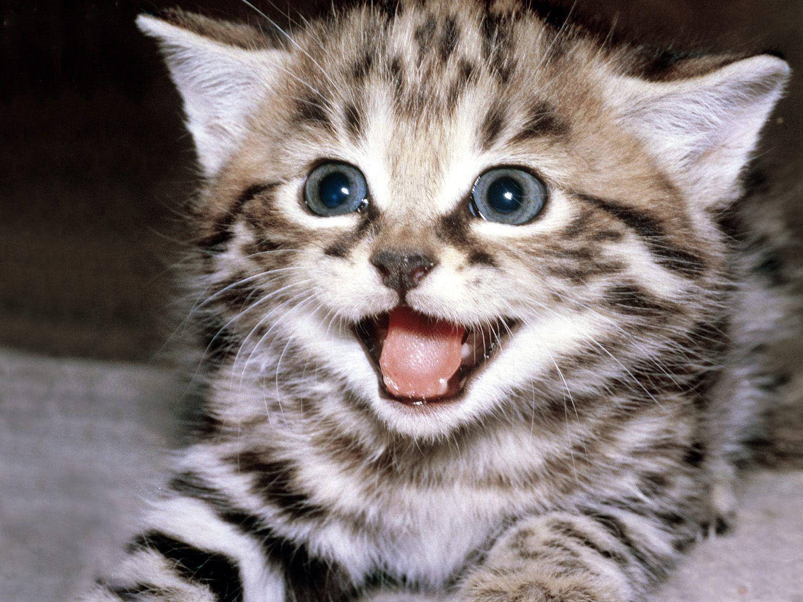 Mukhang Masaya at Nakakatawang Pusa Wallpaper