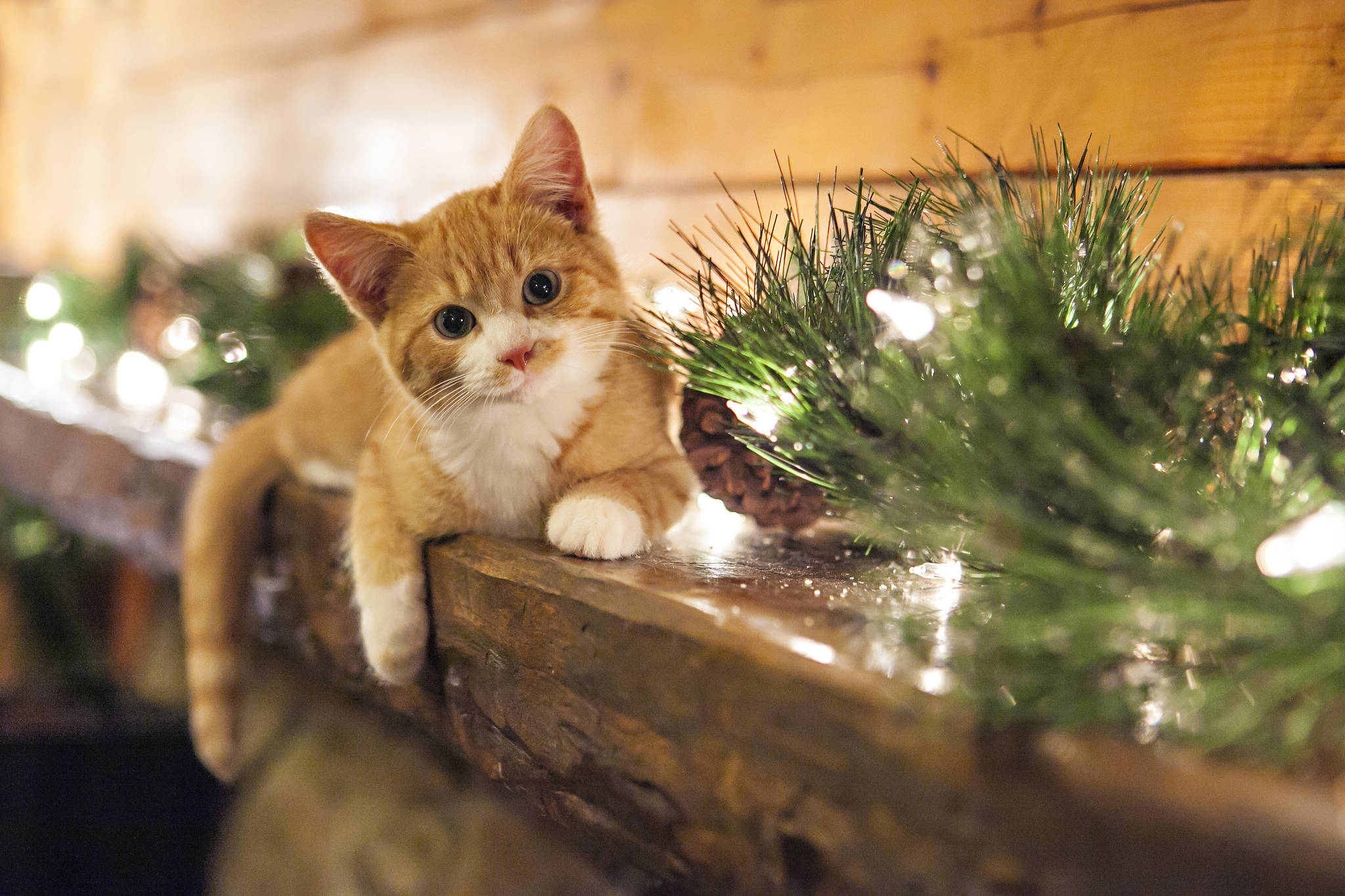 Mukhang Pusa na may mga Palamuting Pasko Wallpaper