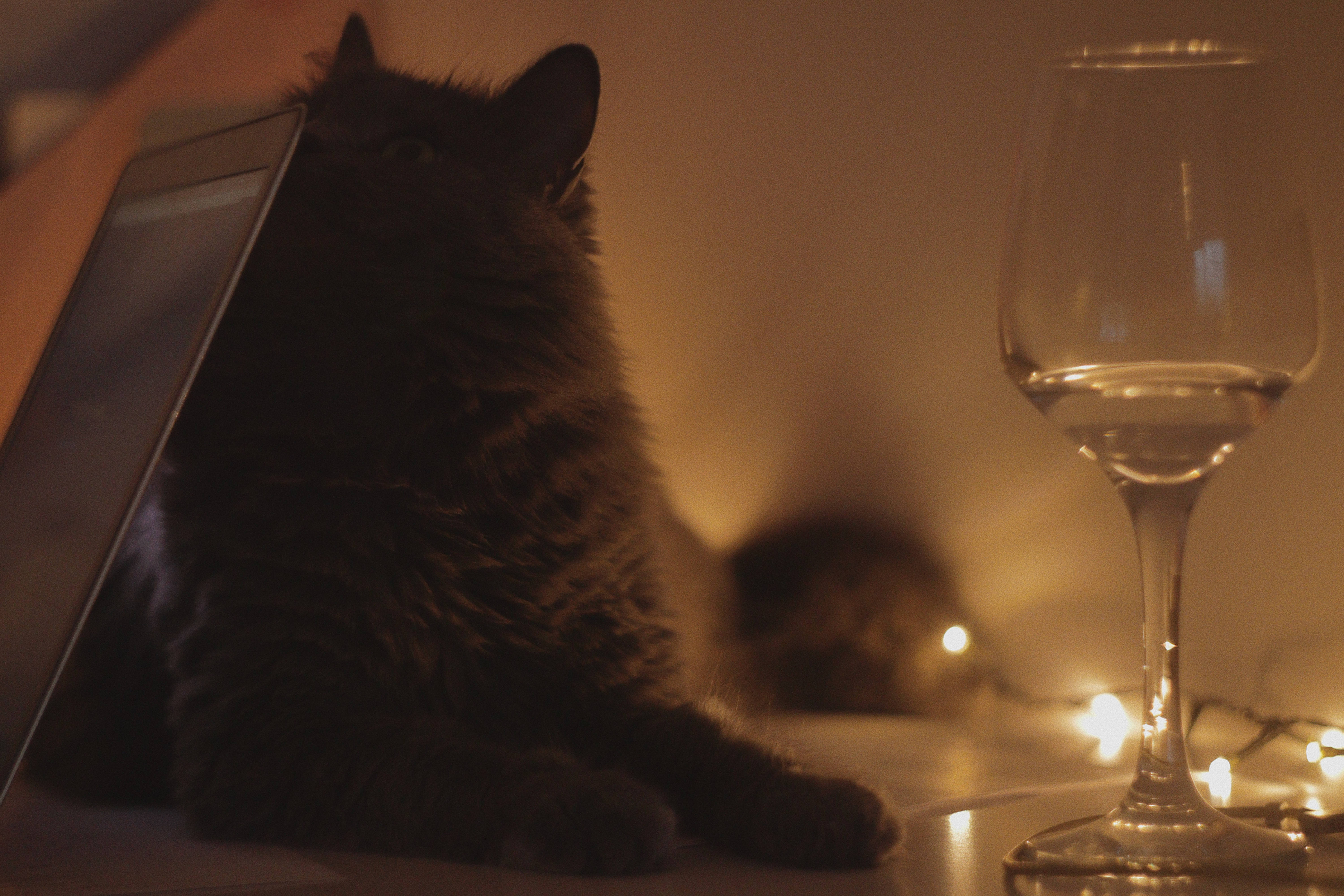 Mukhang Sophisticated na Pusa na may Basong Alak Wallpaper