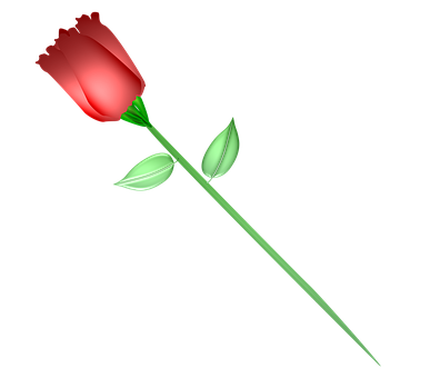 Nag-iisang Pulang Rosas sa Itim na Background Wallpaper