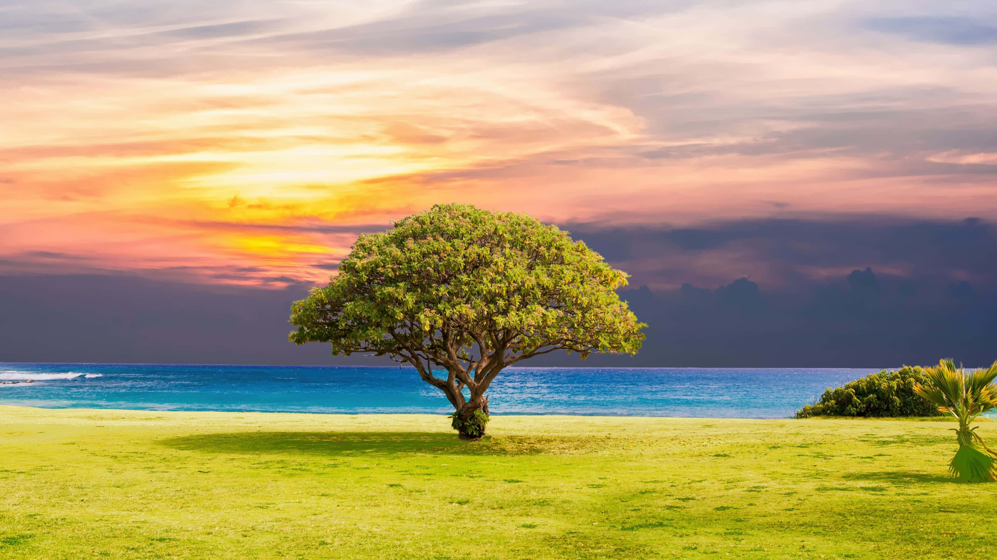 Nag-iisang Puno 4K Ultra HD Landscape Wallpaper