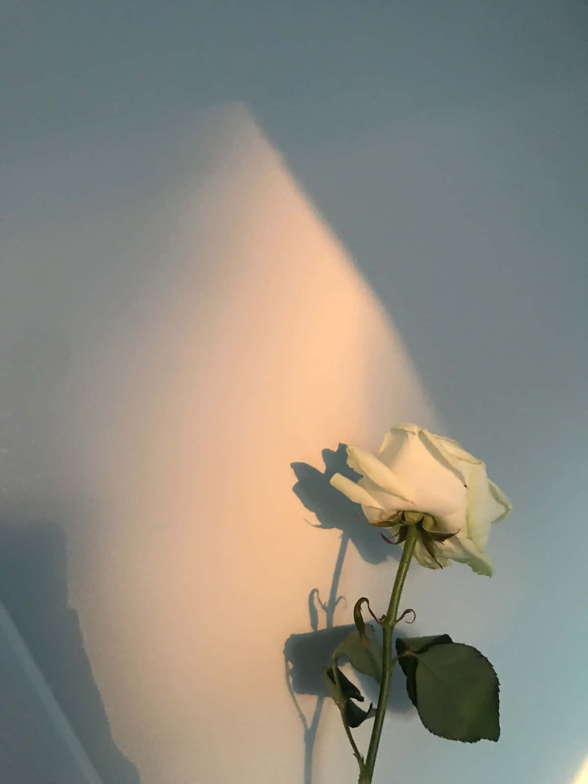 Nag-iisang Puting Rosas na Estetika sa Ginintuang Oras Wallpaper