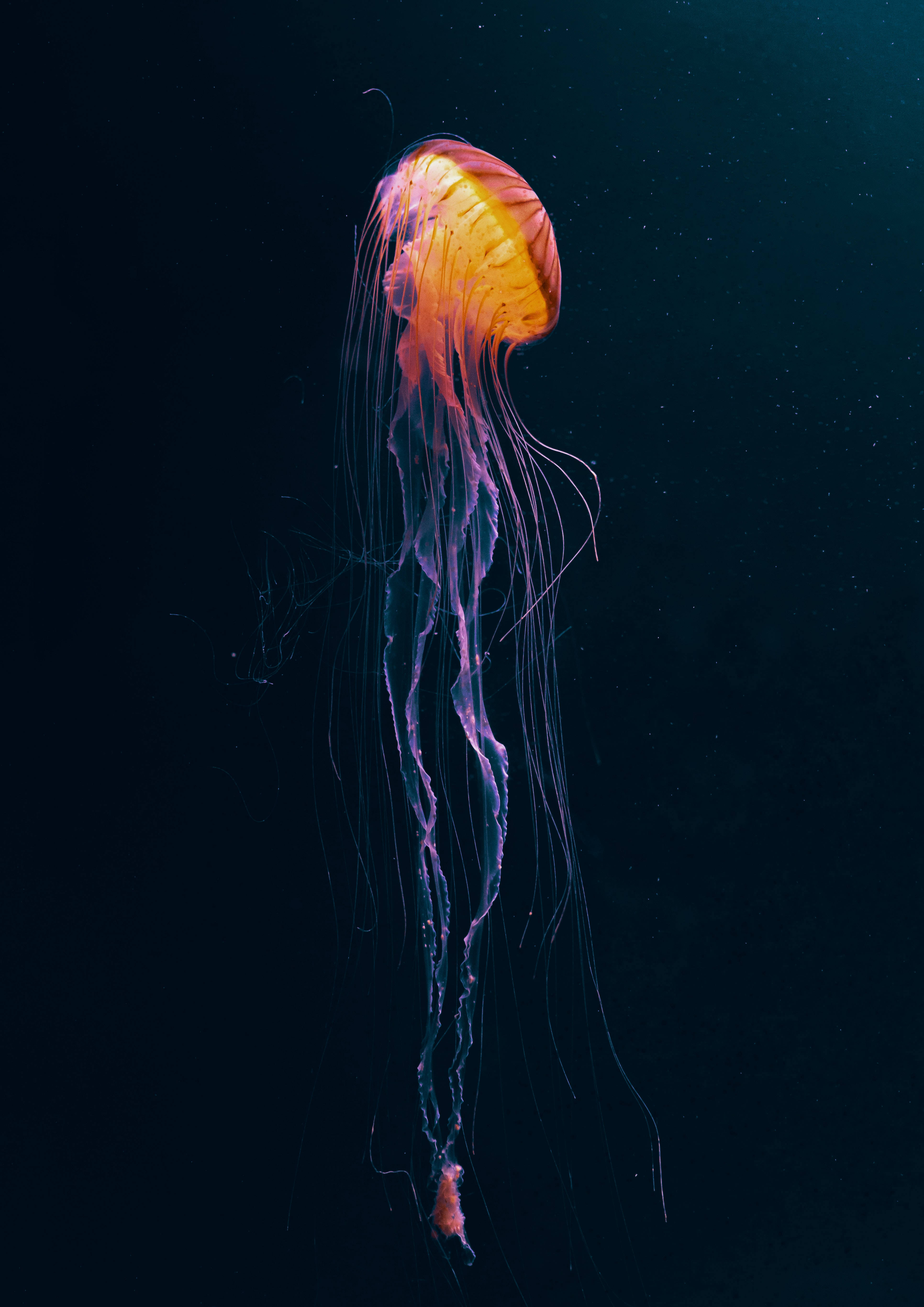Nagliliwanag na Nilalang sa Ilalim ng Tubig na Madilim na Anime Wallpaper