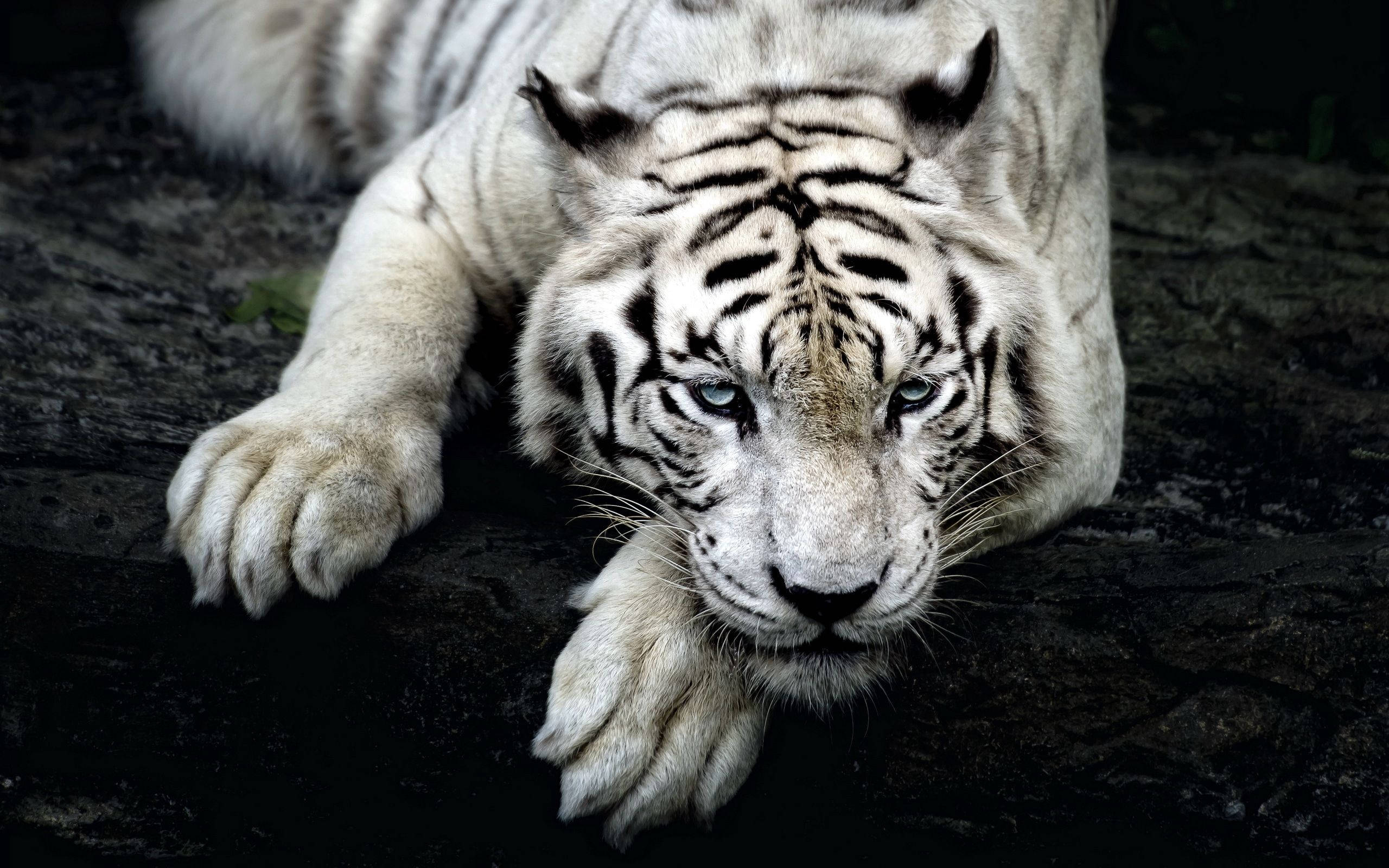 Nagpapahingang Kagandahan - Isang Maringal na Albino Tigre Wallpaper