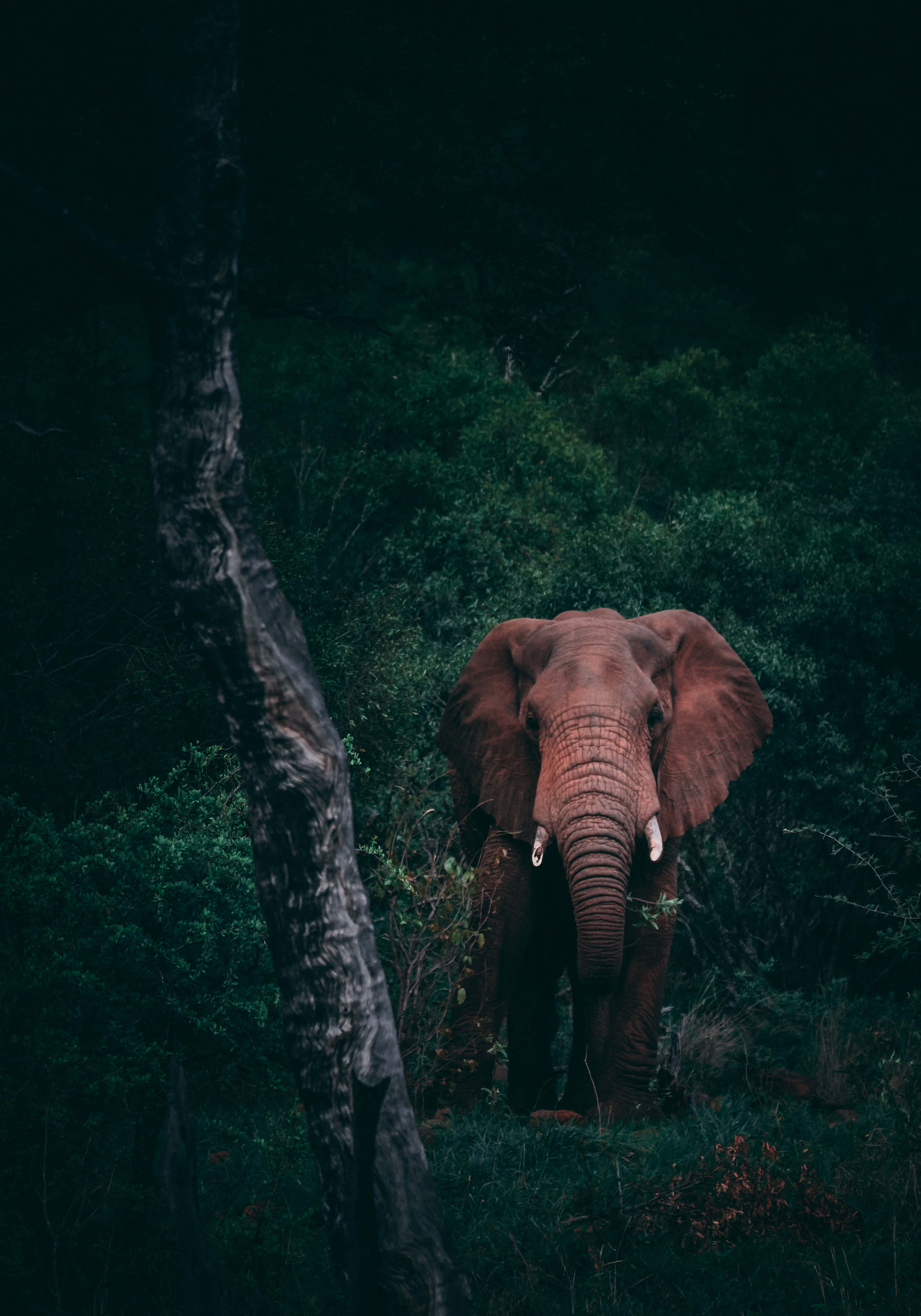 Nagtatrabaho Habang Naglalakbay kasama ang Elephant Laptop Wallpaper