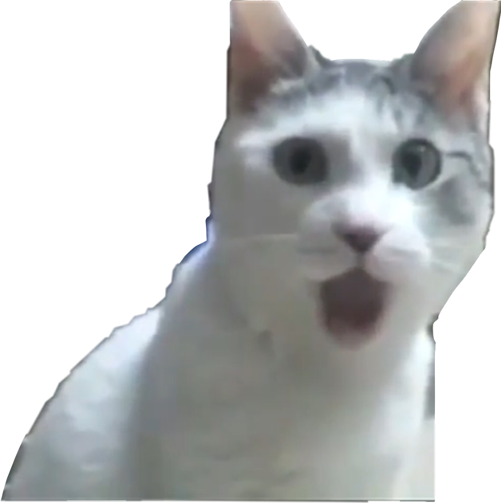 Nagulat na Cat Meme Wallpaper