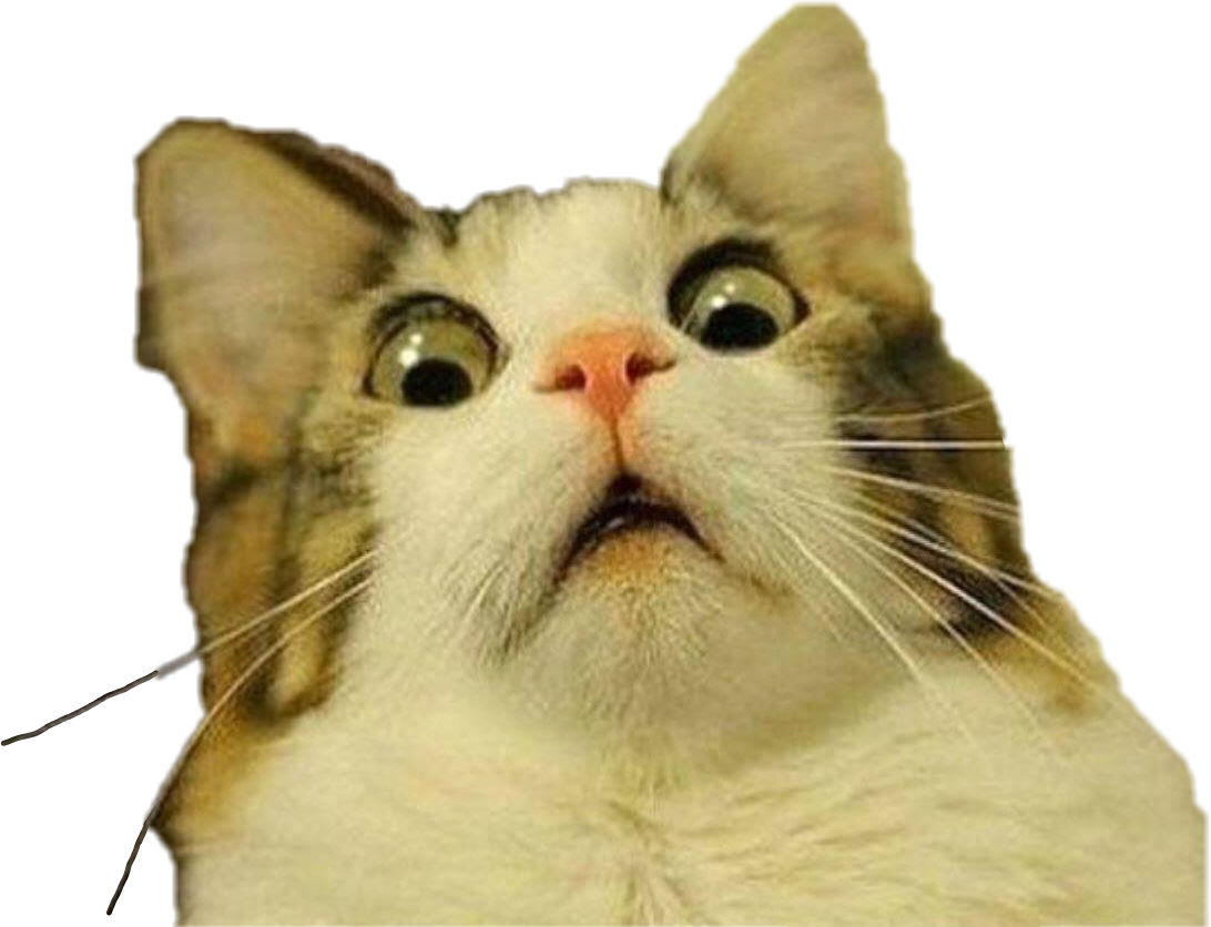 Nagulat na Pusa Meme Expression Wallpaper