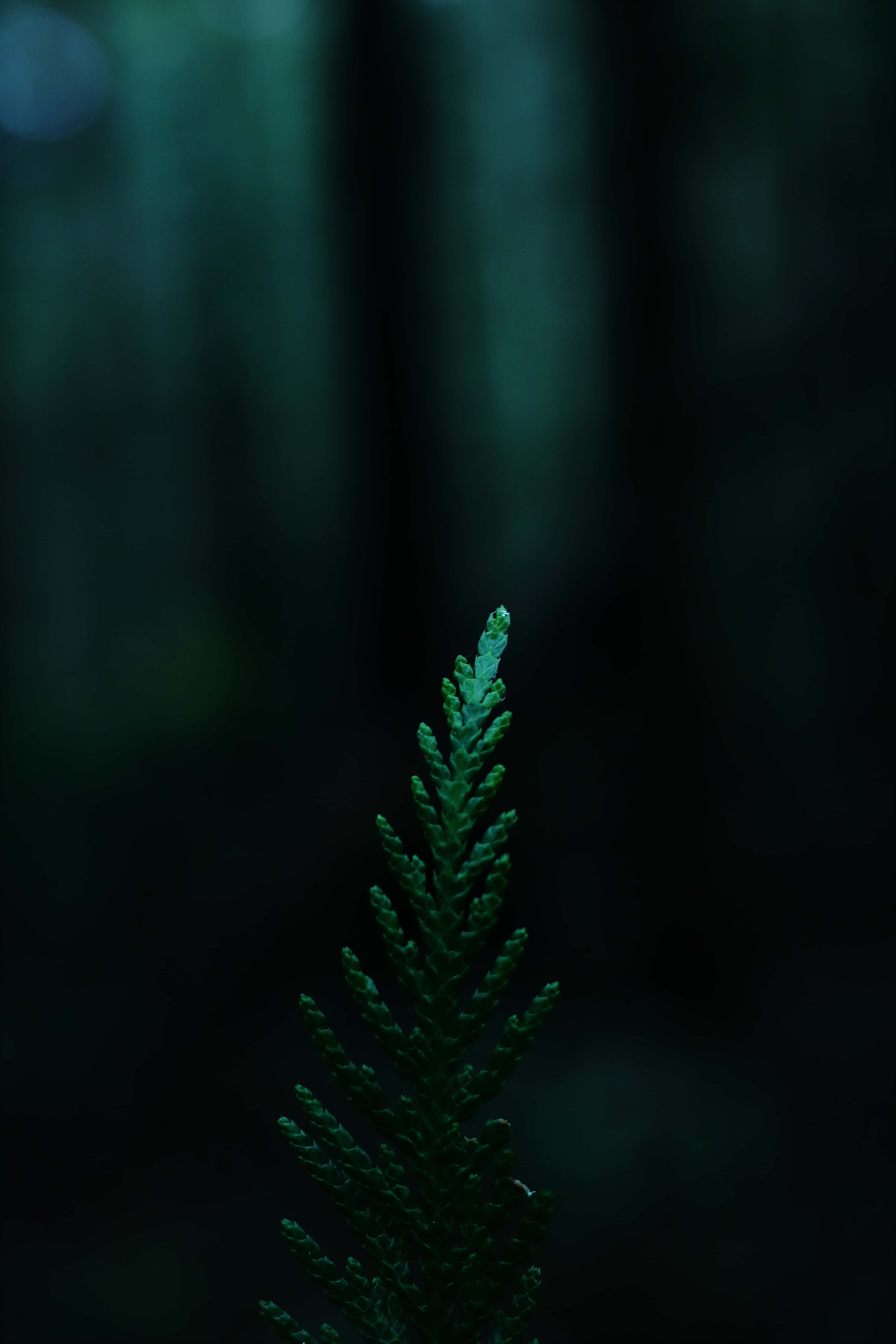 Nakabalot sa Katahimikan: Isang Malalim na Luntiang Ekosistema Wallpaper