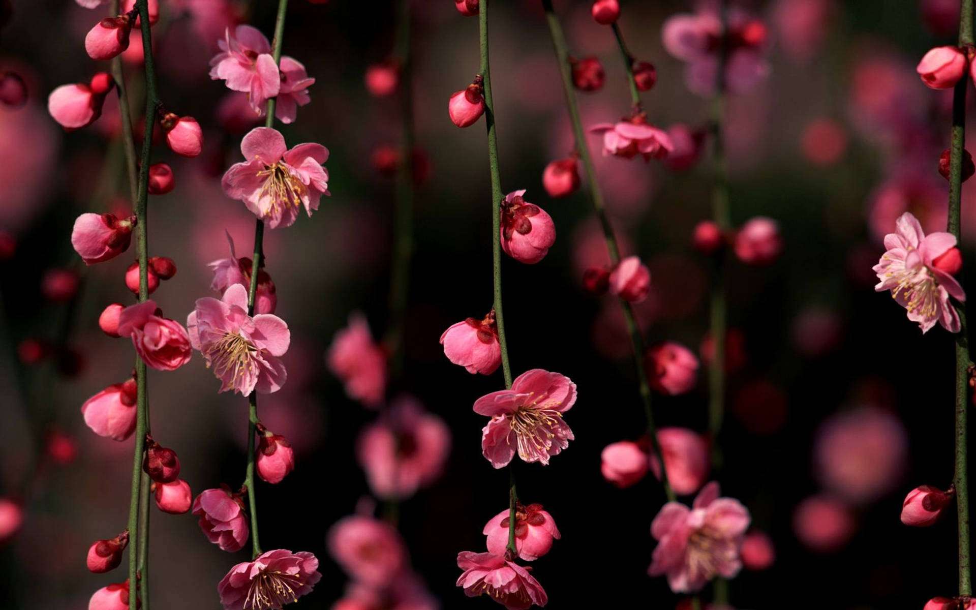 Nakabitin na Cherry Blossom Wallpaper