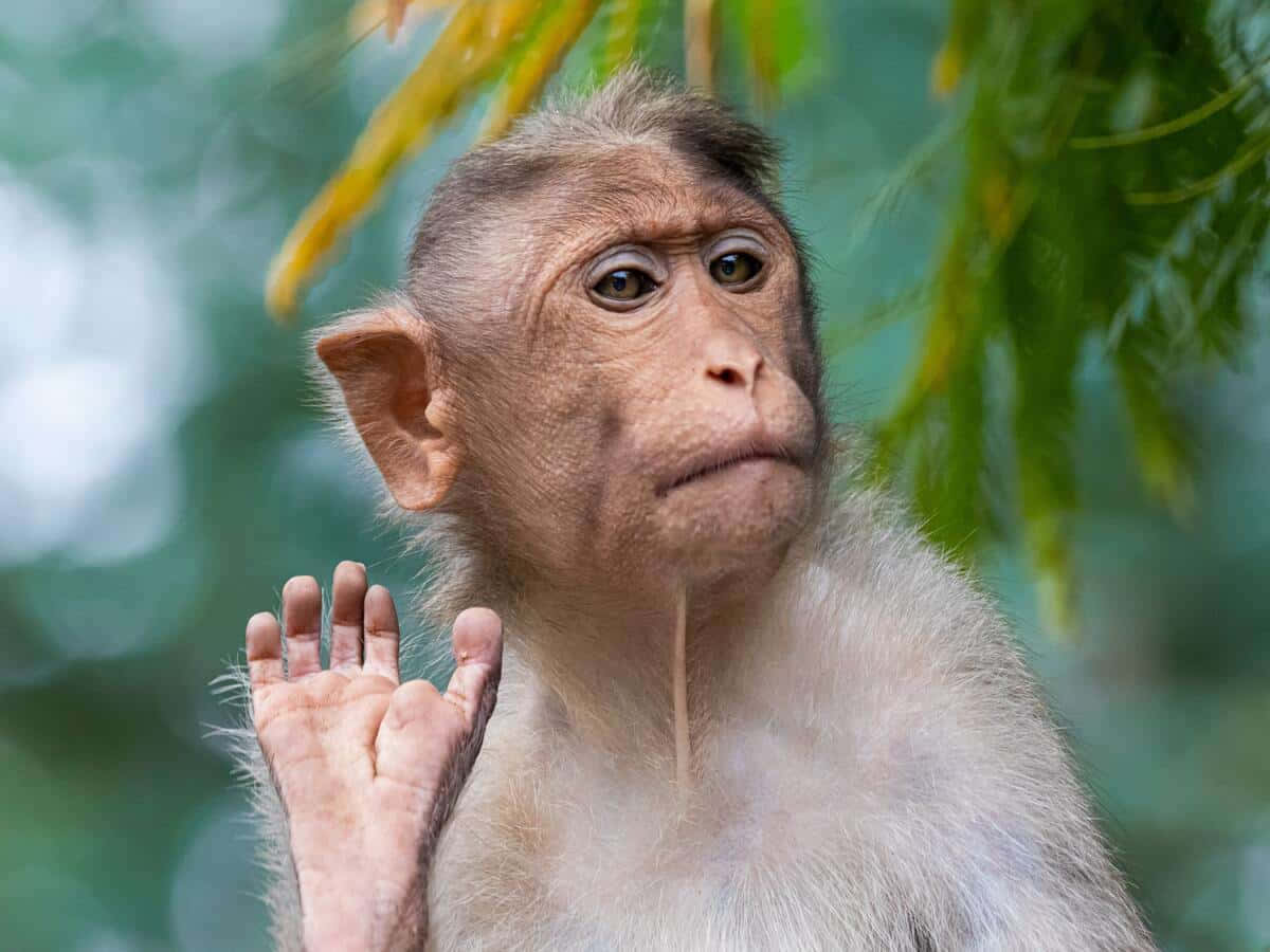 Nakaka-cute na Ape na Kumakaway sa Hangin Wallpaper