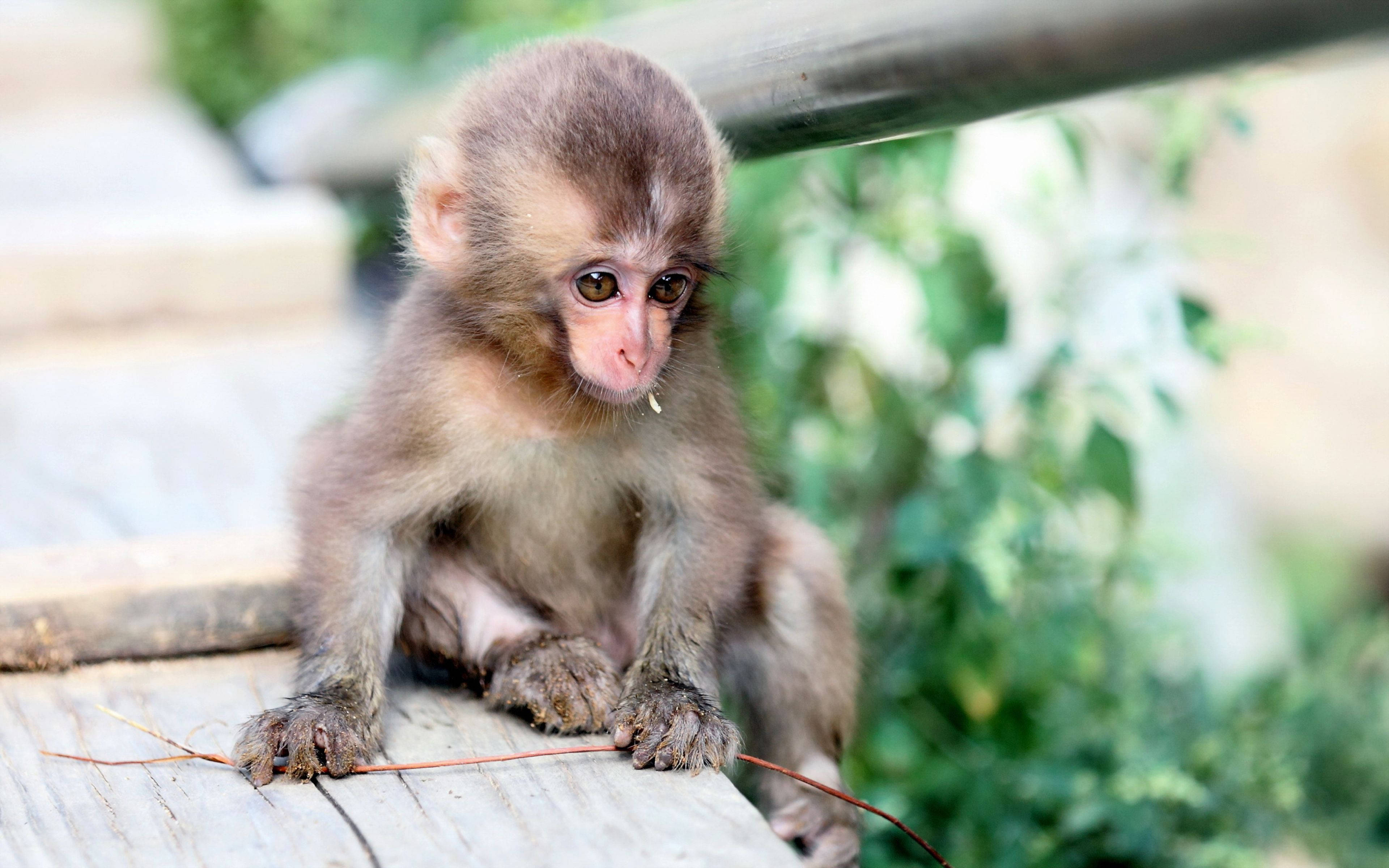 Nakaka-cute na Baby Monkey sa Kanyang Likas na Tirahan Wallpaper
