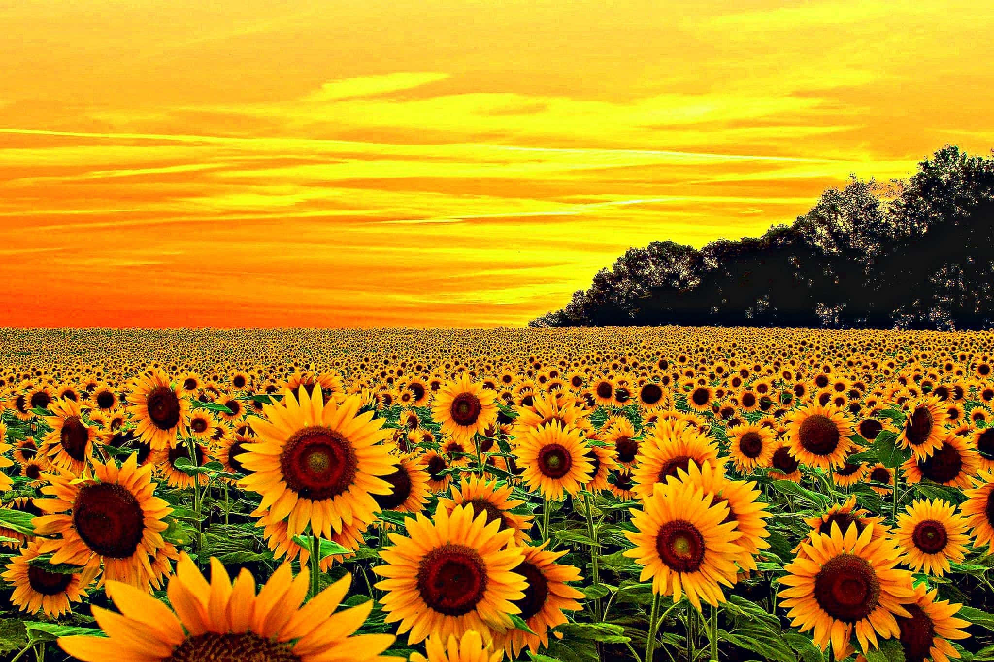 Nakakaakit na Aesthetic na Dilaw na Larawan ng Namumukad na mga Bulaklak sa Ginintuang Oras Wallpaper