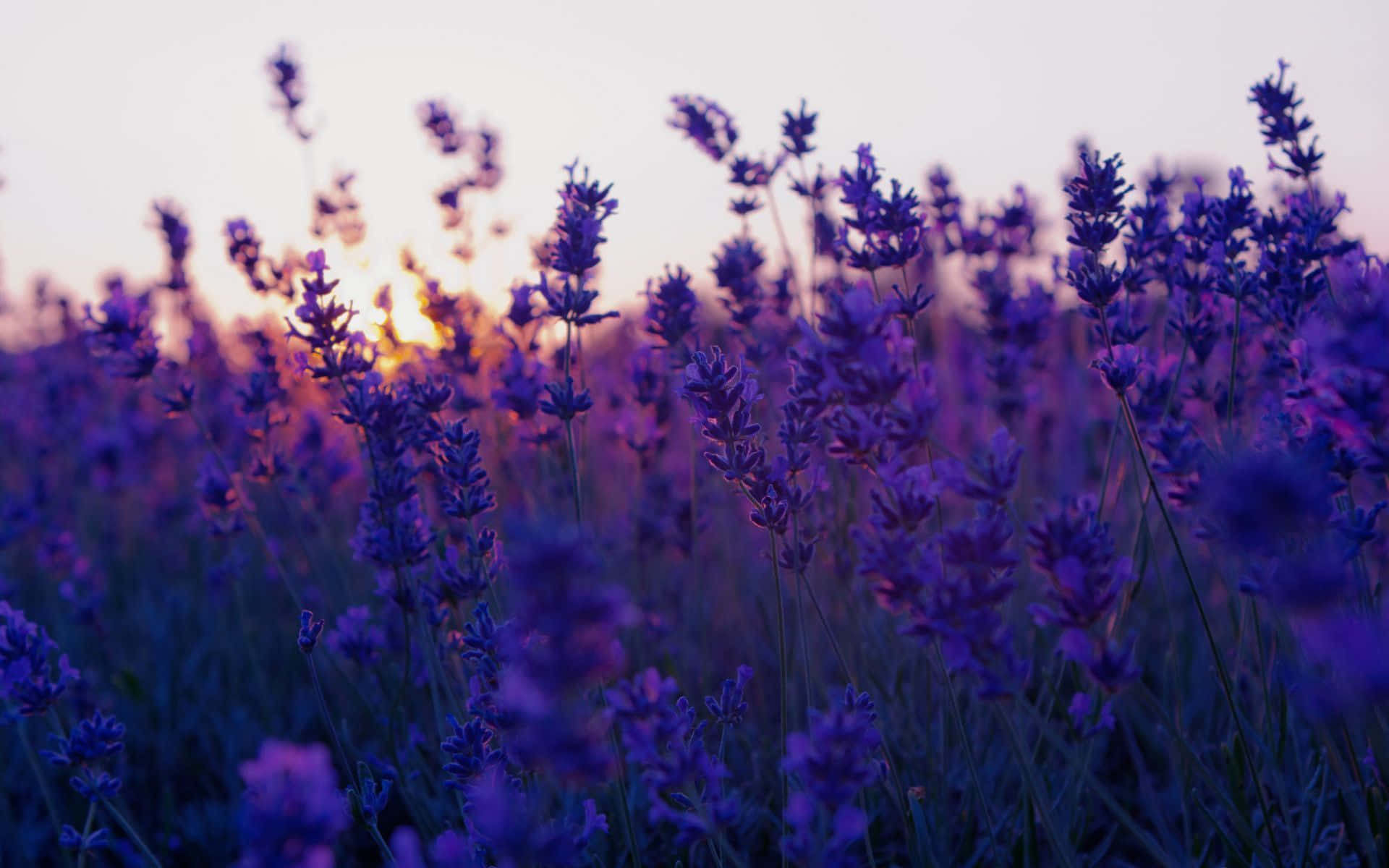 Nakakaakit na Aesthetic na Bulaklak na Background Wallpaper