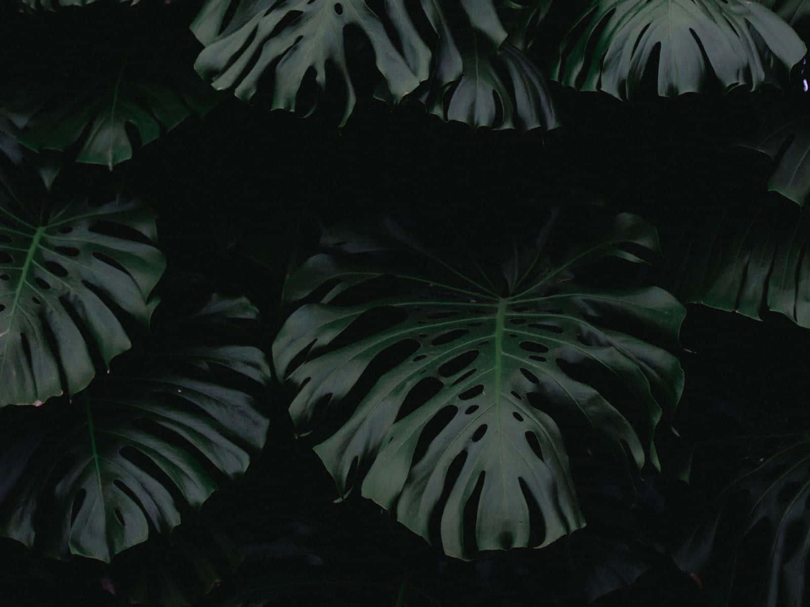 Nakakaakit na Dark Green Aesthetic Wallpaper
