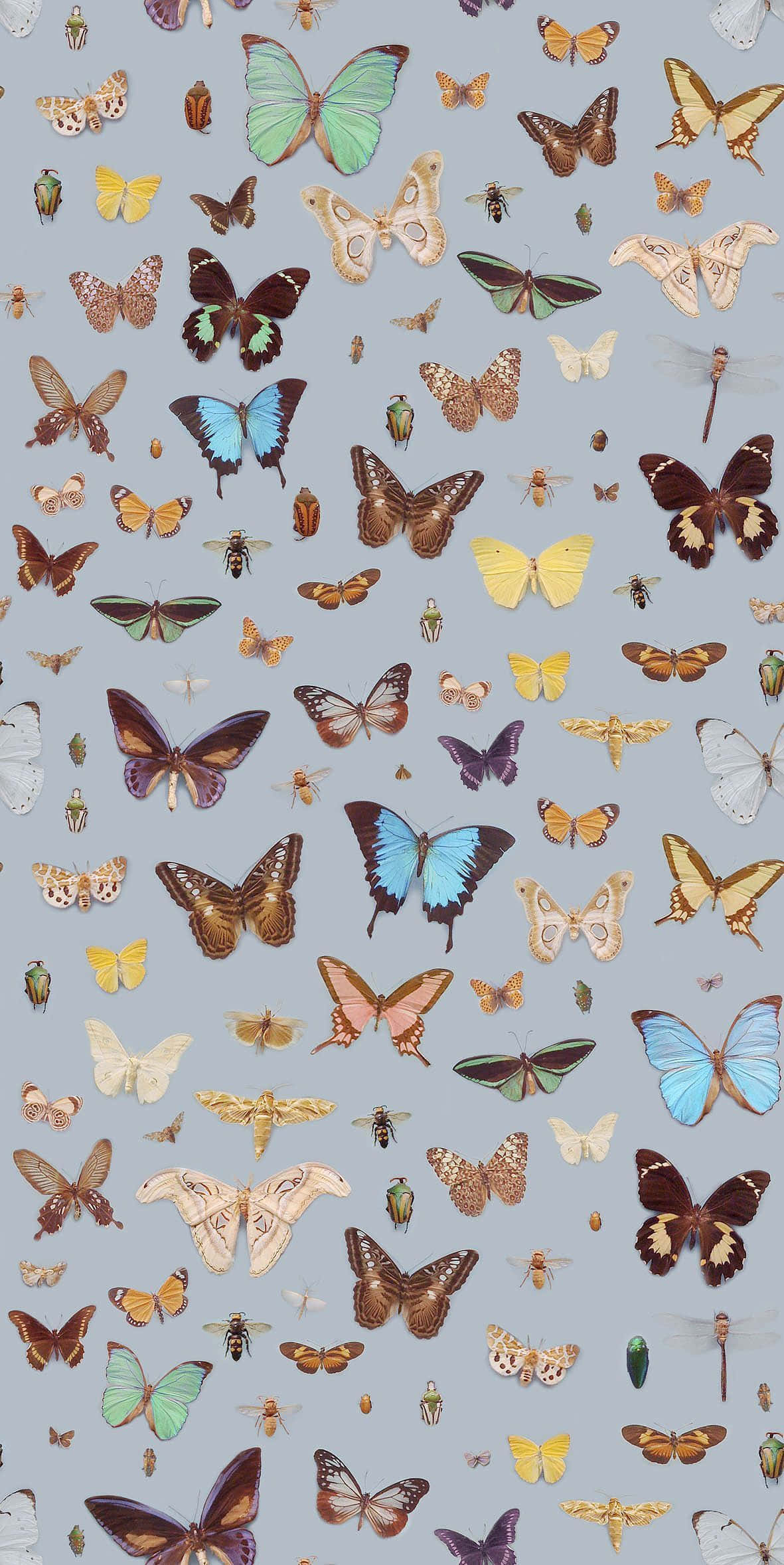 Nakakaakit na Ganda ng mga Monarch Butterfly Wallpaper