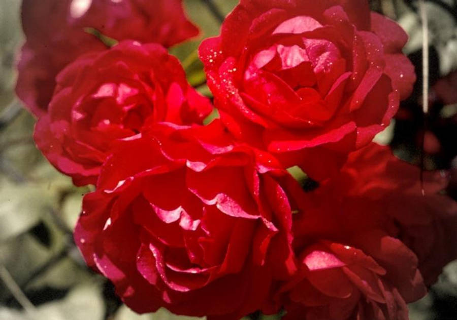 Nakakaakit na Ganda ng Namumulaklak na Rosas Wallpaper