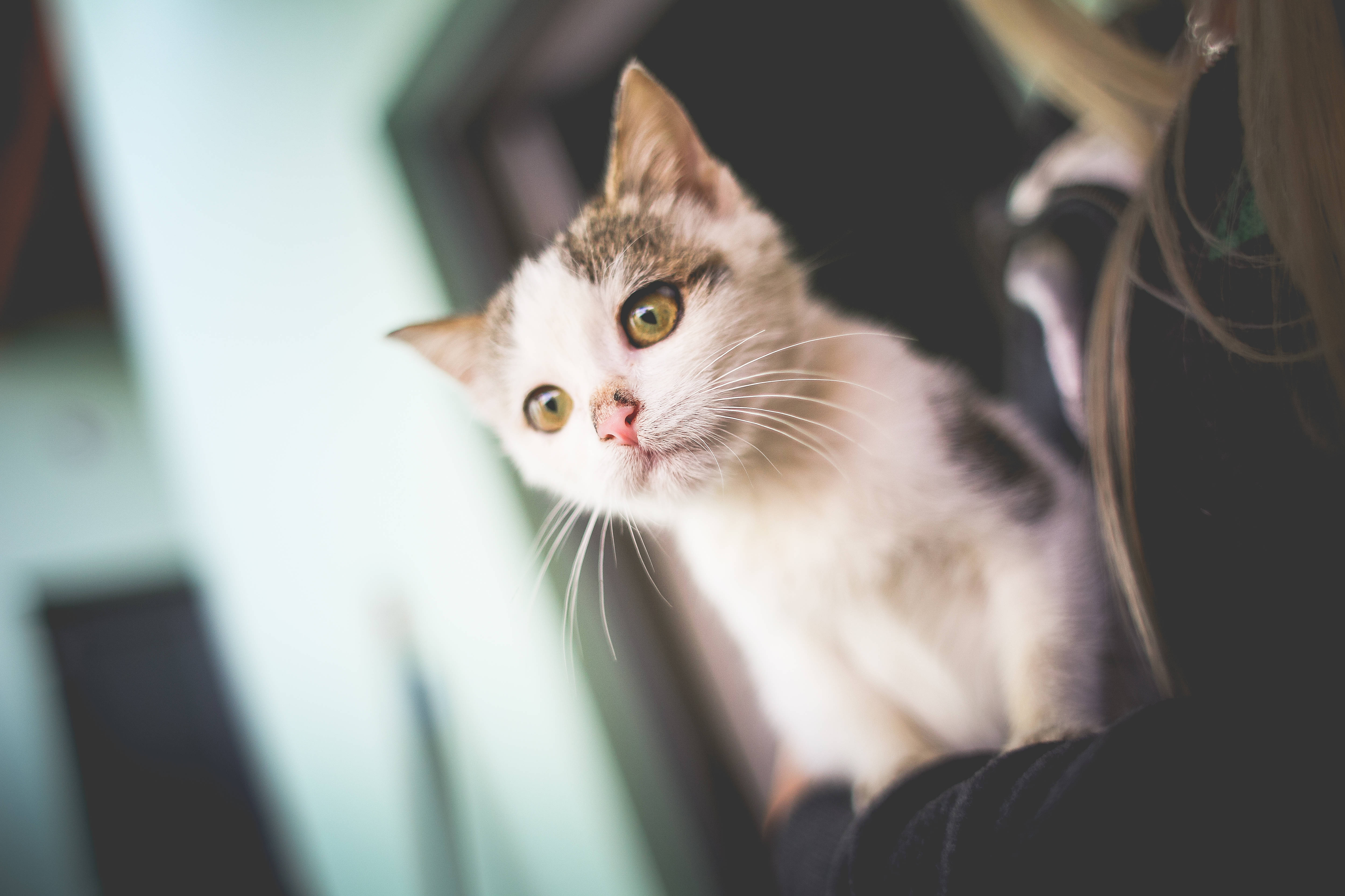 Nakakaakit na Kagandahan ng Isang Eleganteng Pusa Wallpaper