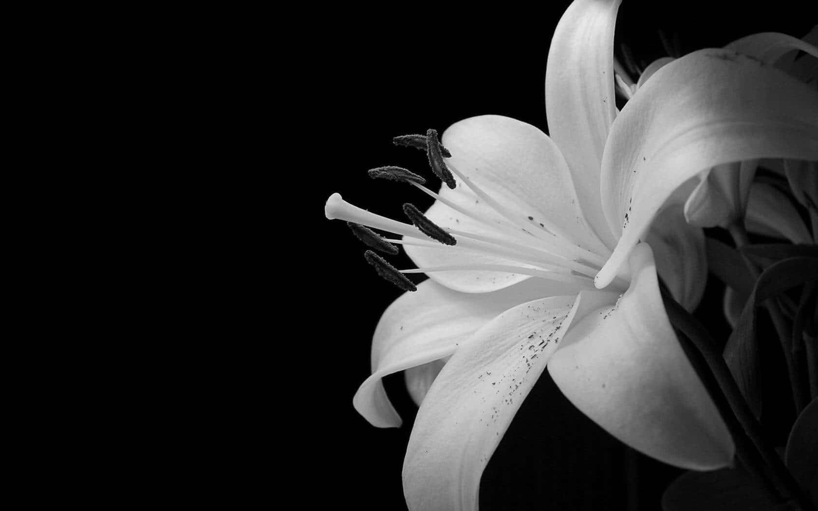 Nakakaakit na Madilim na Bulaklak na Background Wallpaper