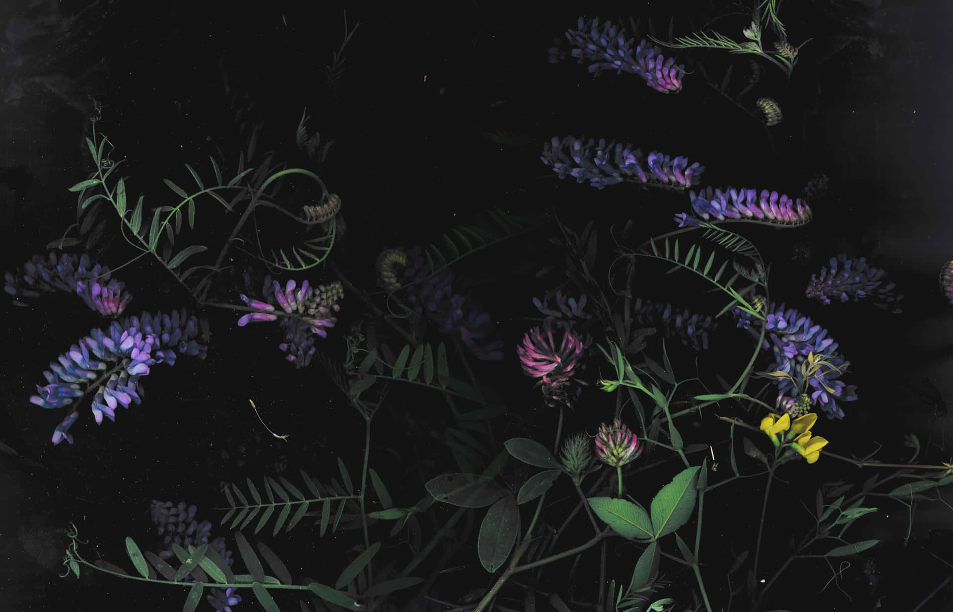 Nakakaakit na Madilim na Bulaklak na Background Wallpaper