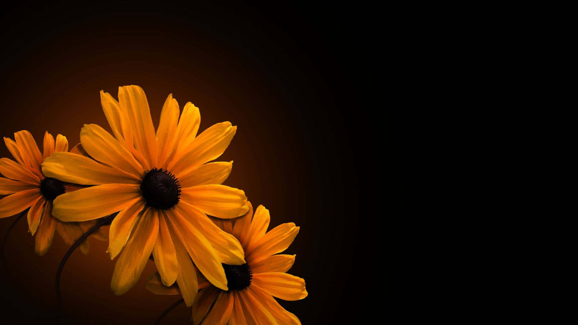 Nakakaakit na Madilim na Bulaklak na Background Wallpaper