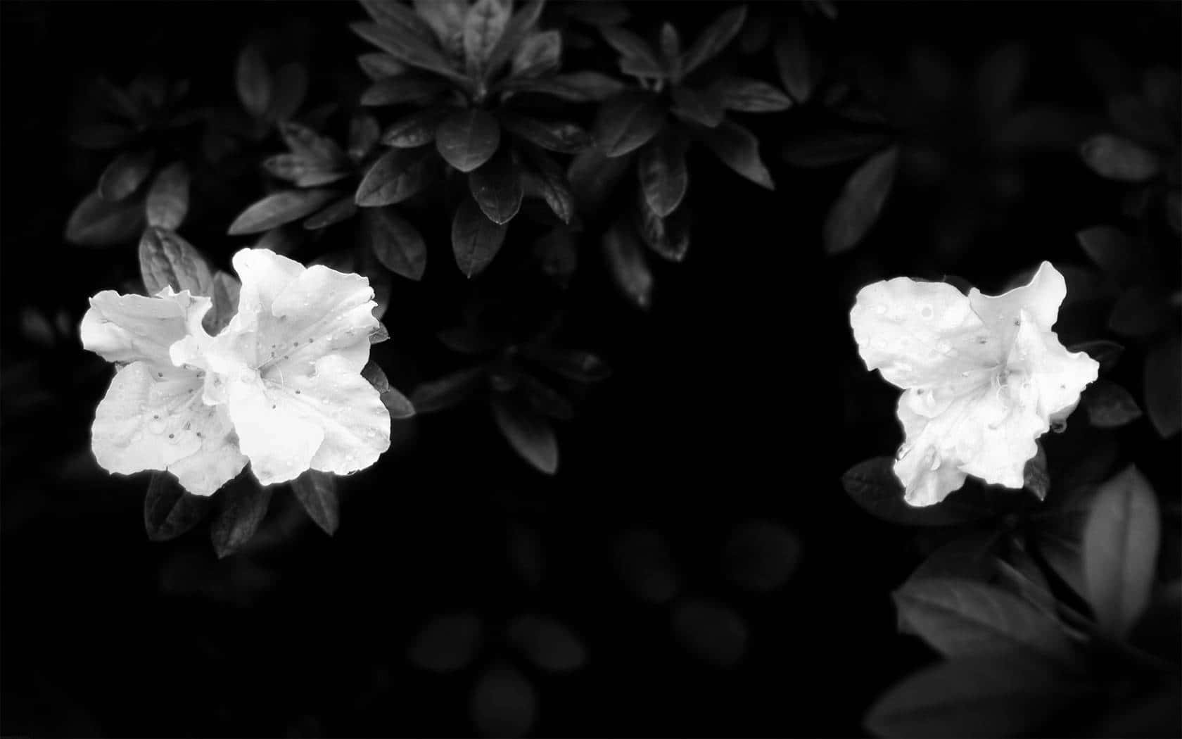 Nakakaakit na Madilim na Bulaklak na Background Wallpaper