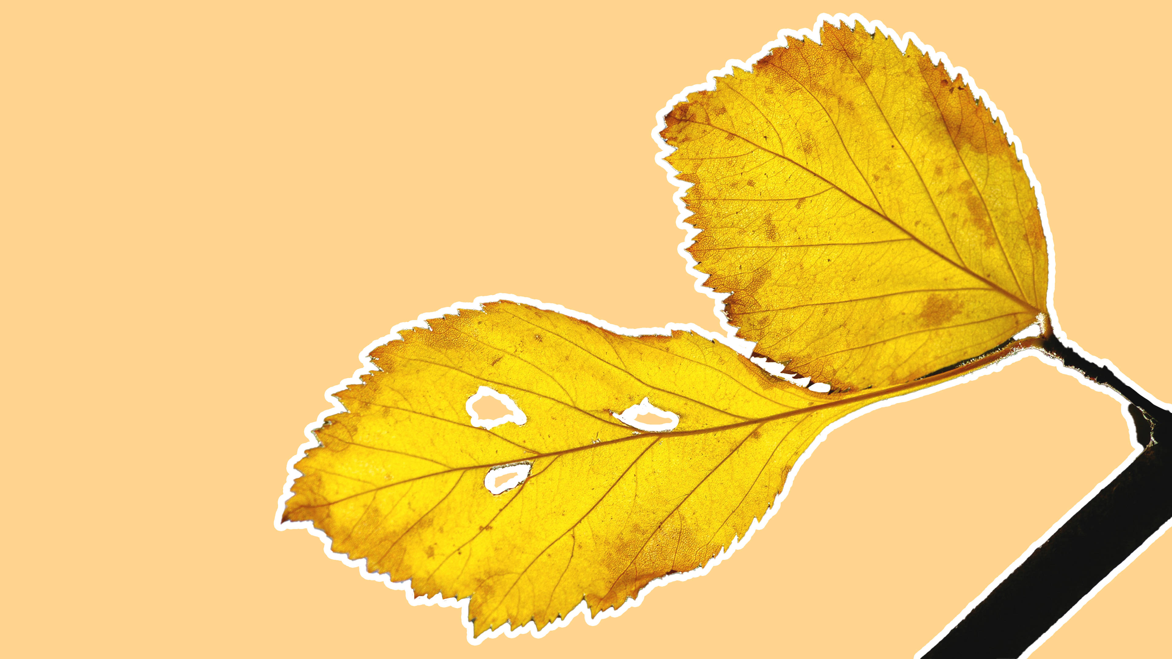 Nakakaakit na Minimalistang Paglalarawan ng Dilaw na Dahon ng Halaman Wallpaper