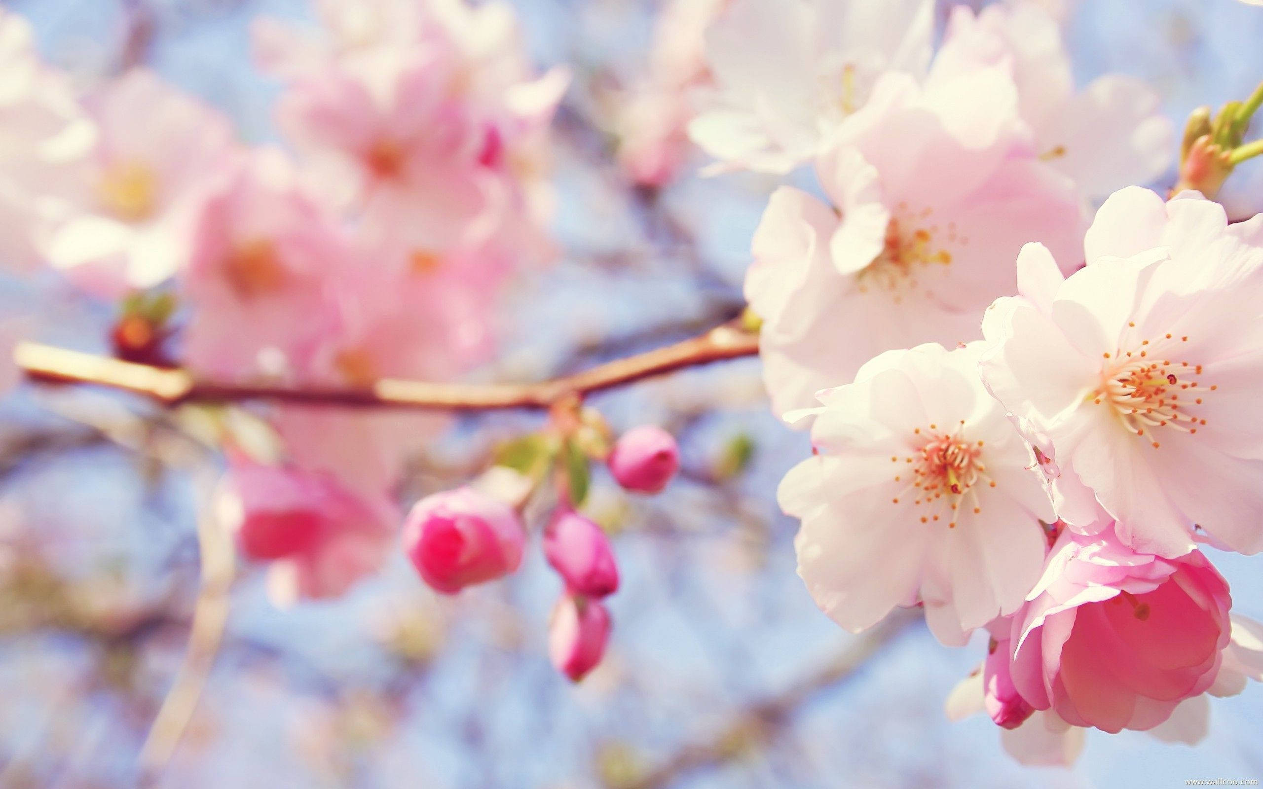Nakakaakit na Pink Cherry Blossom sa Buong Pamumulaklak Wallpaper