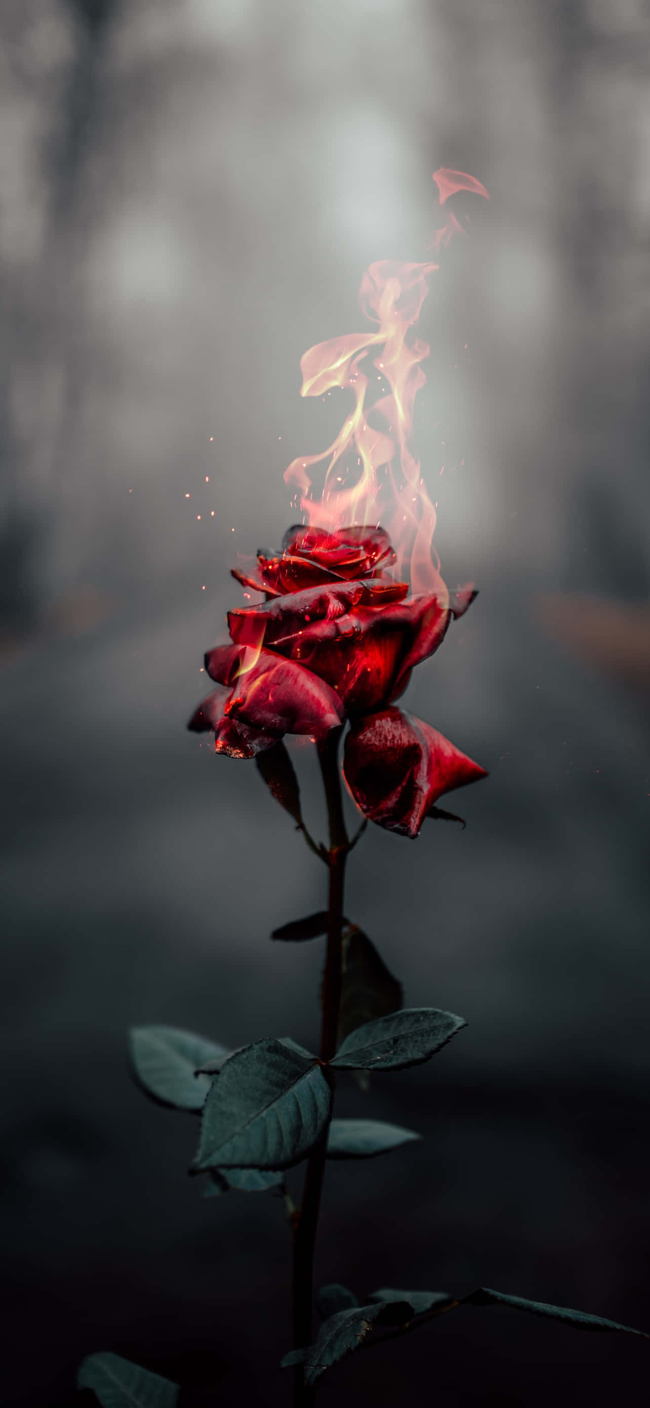 Nakakabighang Field ng mga Rosas Wallpaper