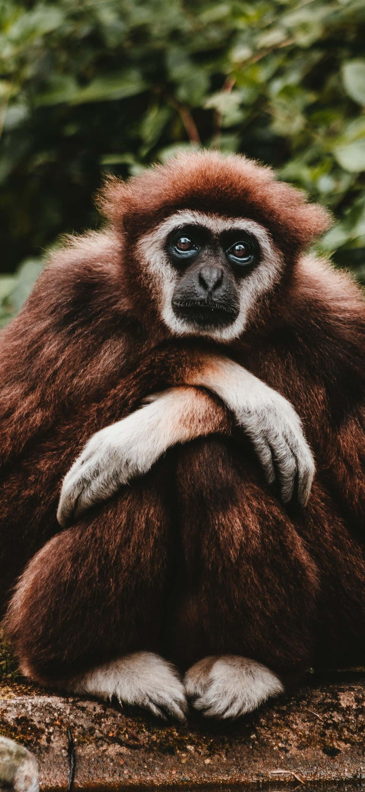 Nakakabiglang Gibbon sa iPhone XS Background Wallpaper