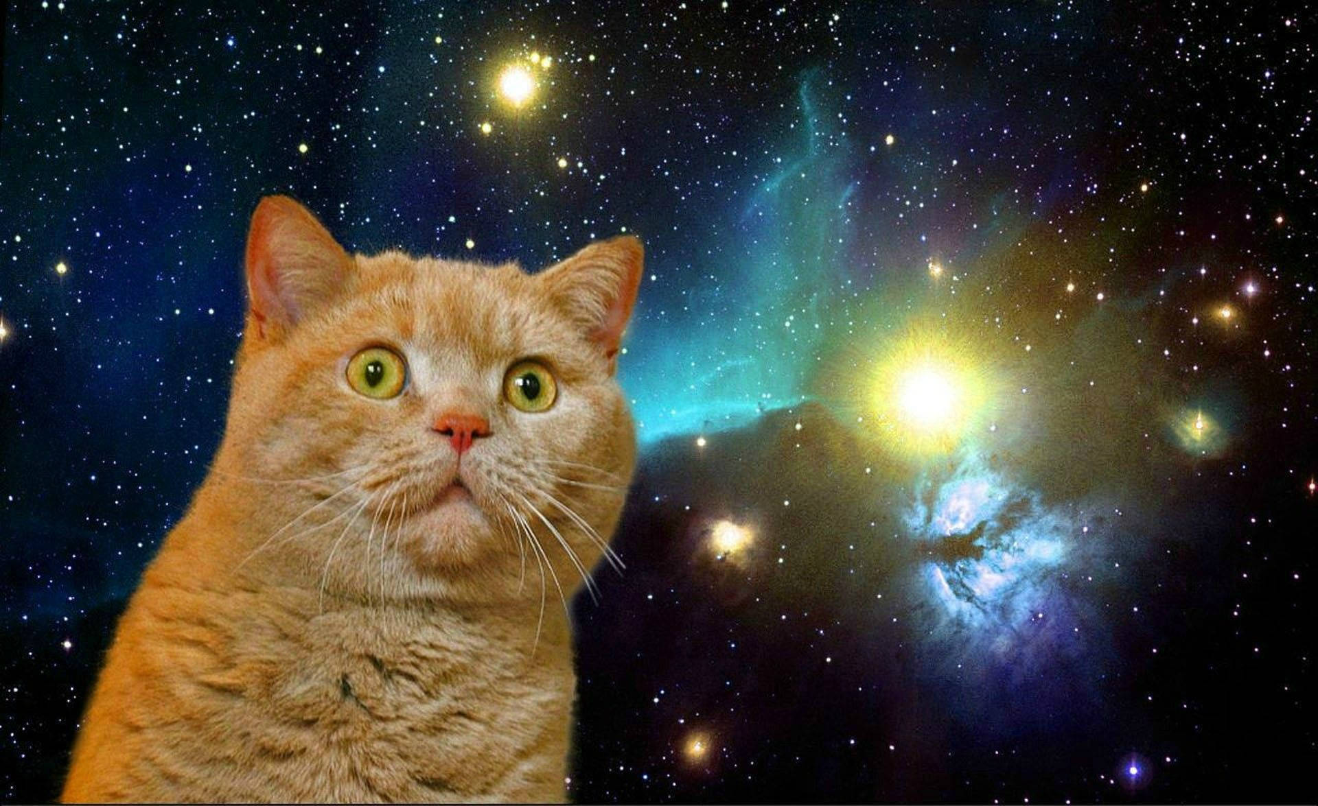 Nakakagulat na Nakakatawang Pusa sa Kalawakan Wallpaper