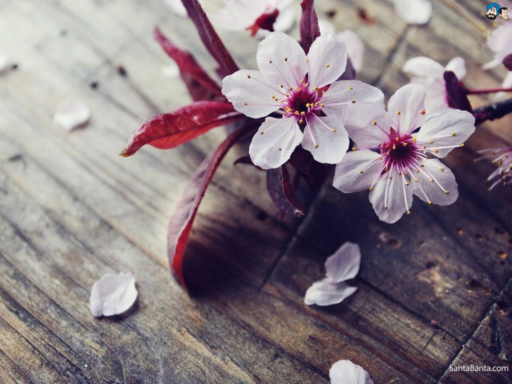 Nakakalat na Sakura Wallpaper