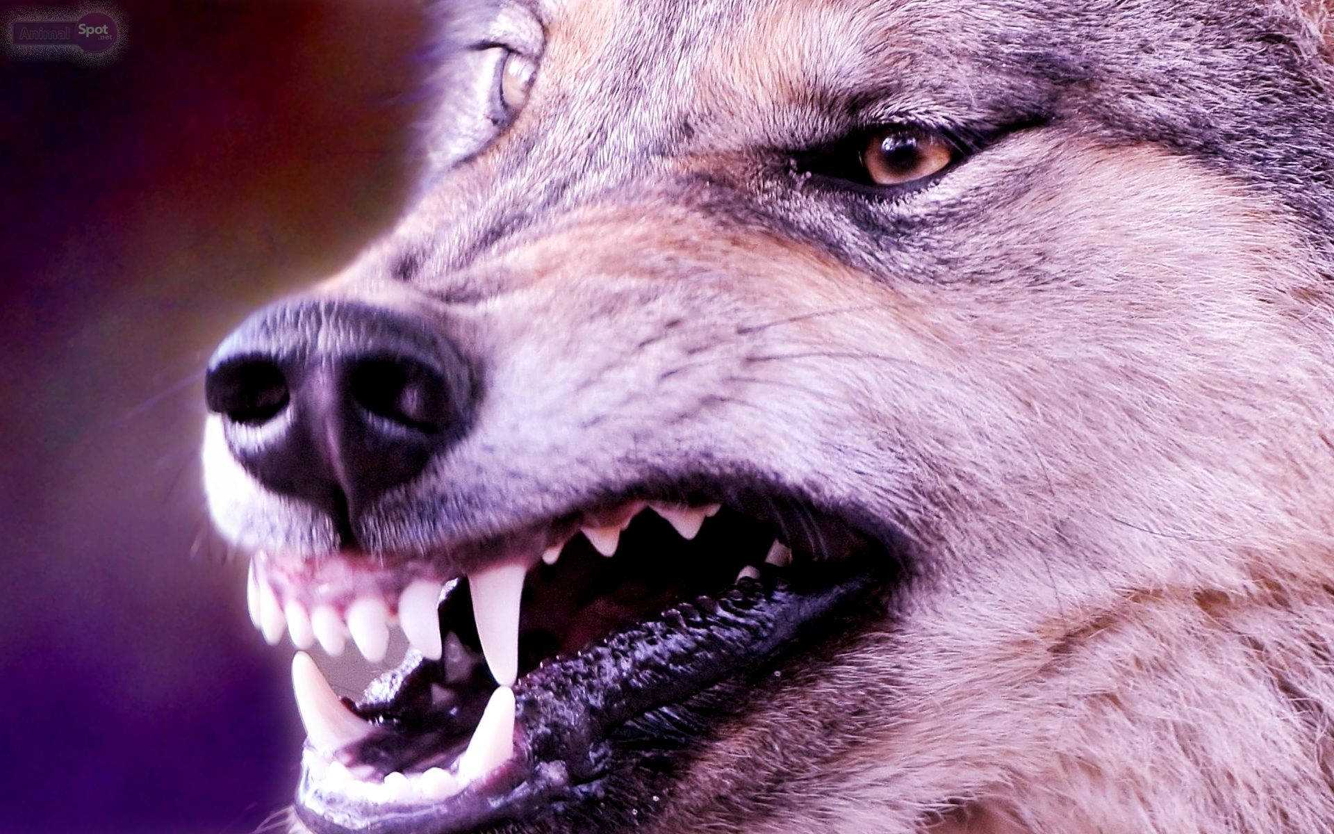 Nakakatakot na Sulyap ng Galit na Lobo Wallpaper