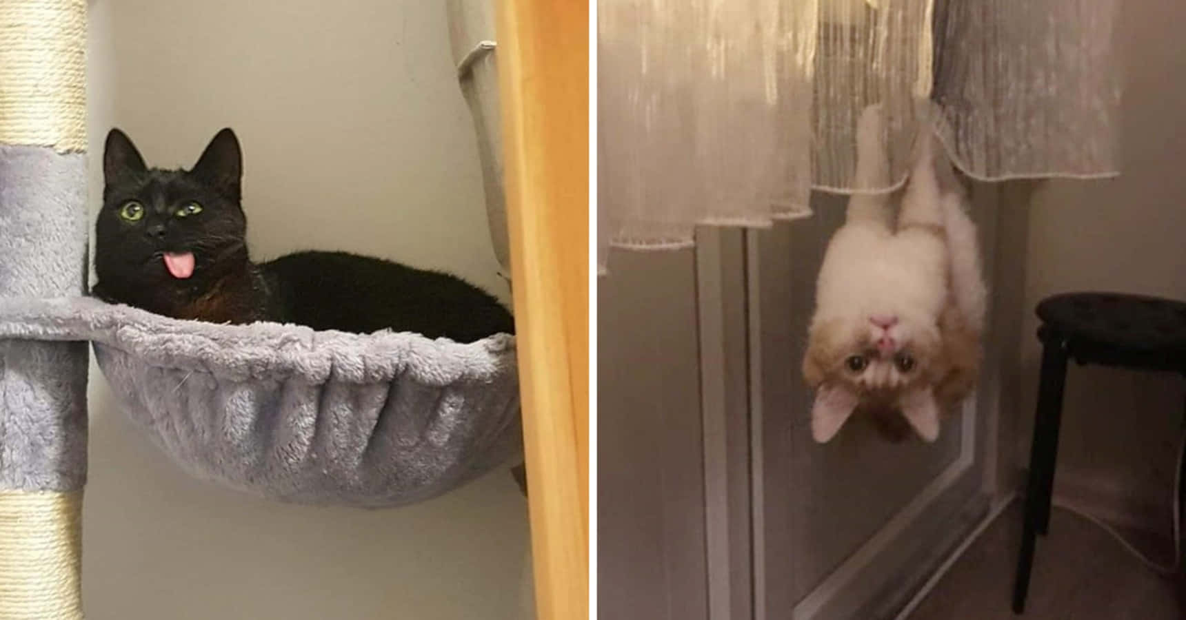 Nakakatawa at Cute na Mga Pusa na Nagpapatawa Wallpaper