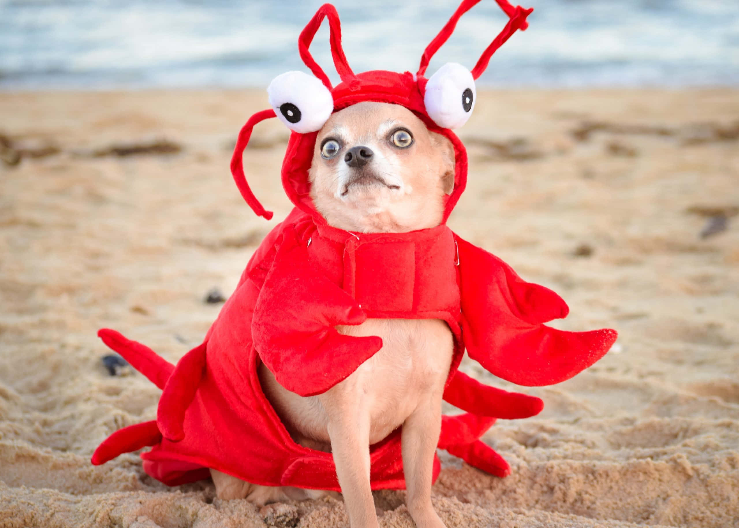 Nakakatawang Aso na Nakadamit na Parang Lobster Wallpaper