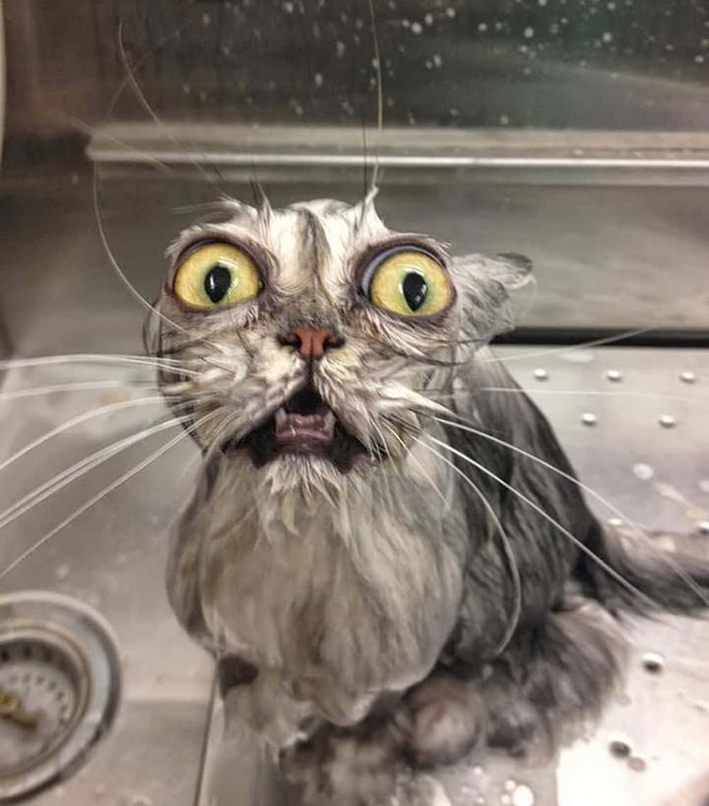 Nakakatawang Basang Pusa na Mukhang B*wa Wallpaper