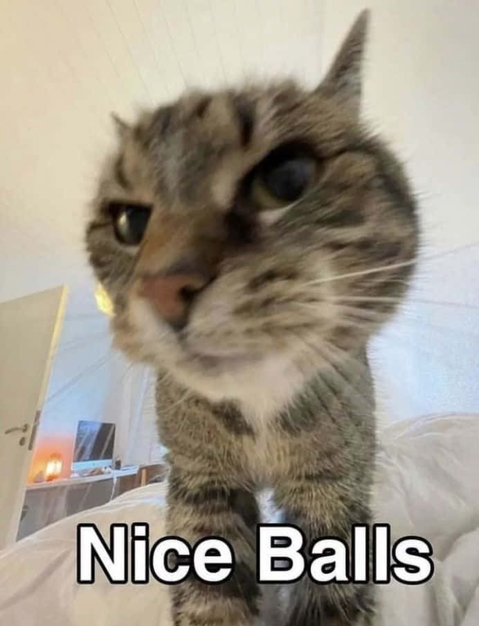 Nakakatawang Cat Meme na May Text na 'Nice Balls' Wallpaper