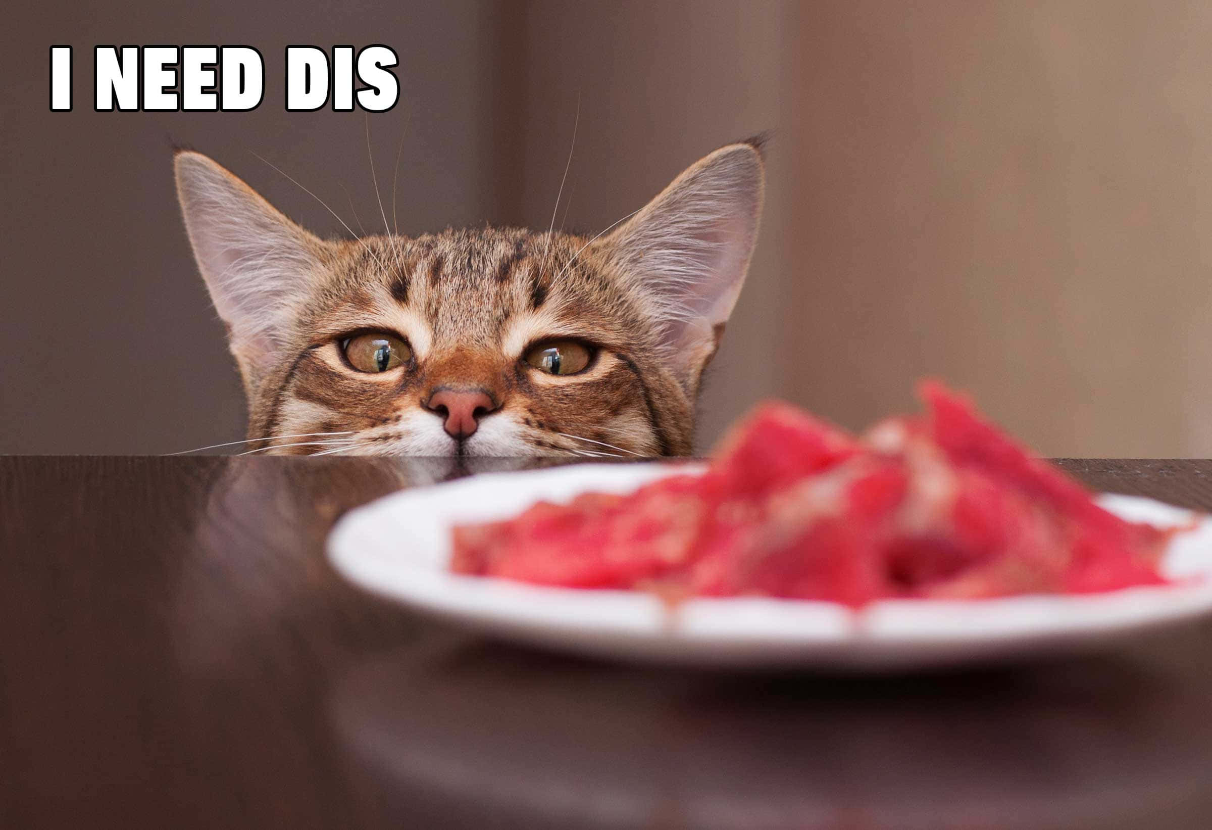 Nakakatawang Cat Meme ng Pusa na Nakatingin sa Pagkain Wallpaper