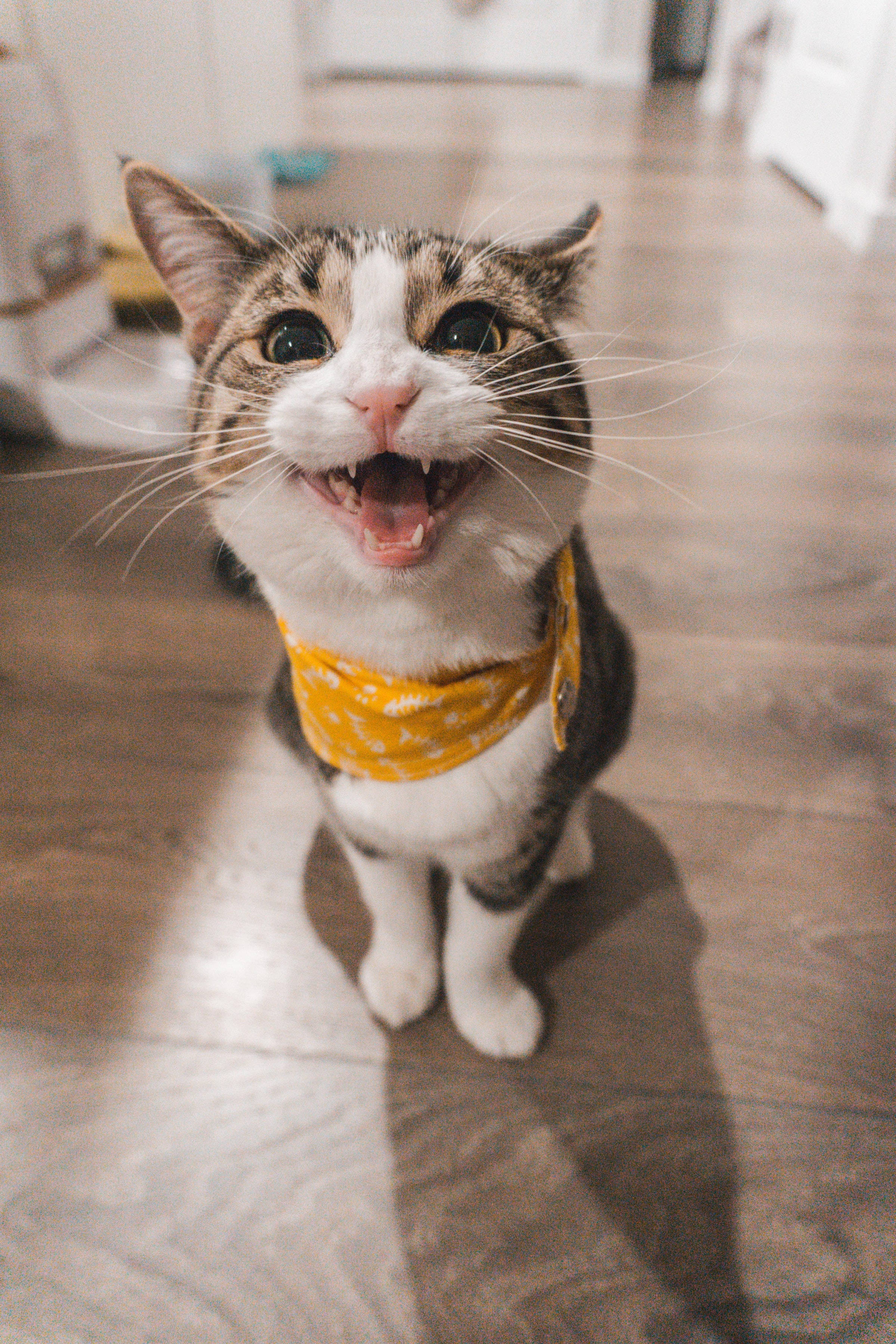 Nakakatawang Domestic Shorthaired Cat PFP Wallpaper