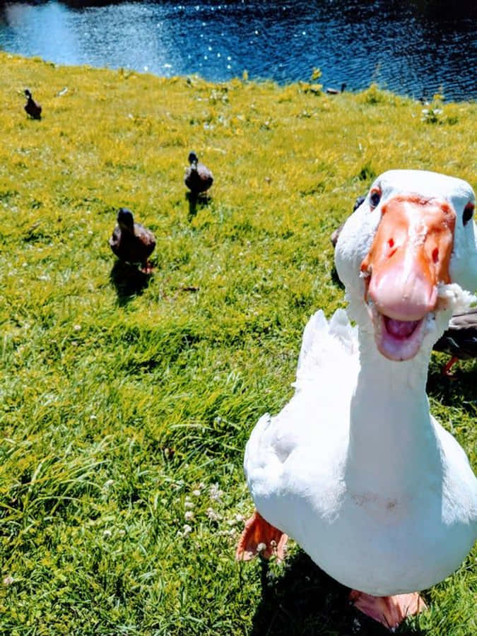 Nakakatawang Gansa May Kasamang Mga Kayumangging Pato Wallpaper