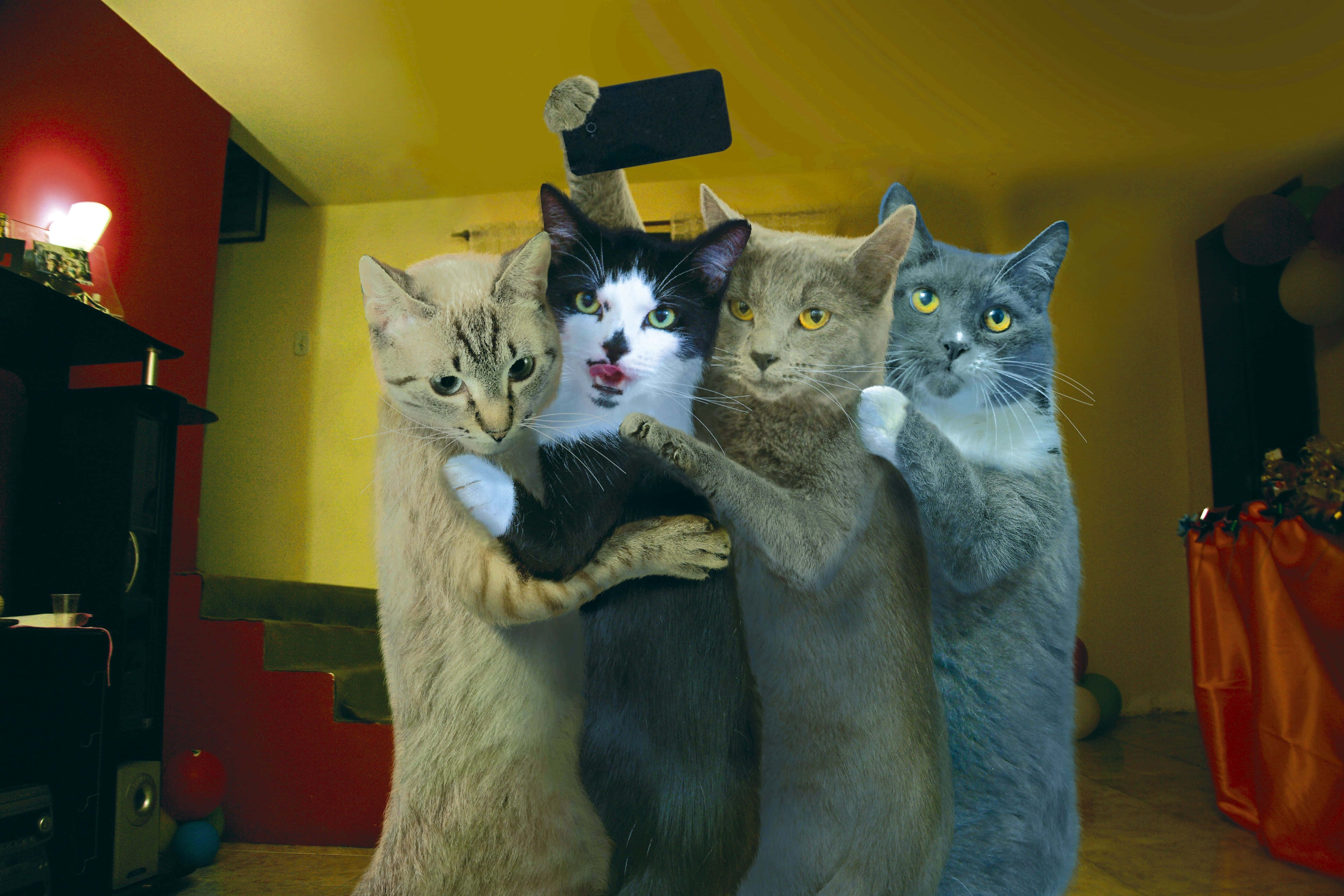 Nakakatawang Gulo: Pusang Matanong, Nahuli sa Aksyon Wallpaper
