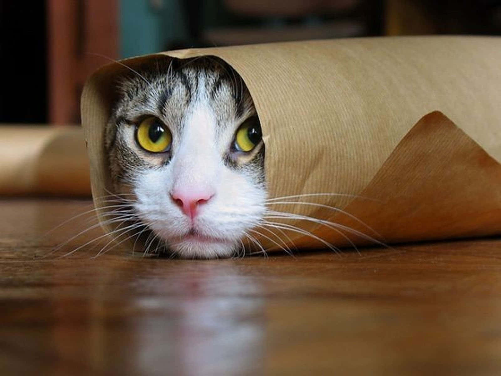 Nakakatawang Larawan ng Sinumpang Pusa na Burrito Wallpaper